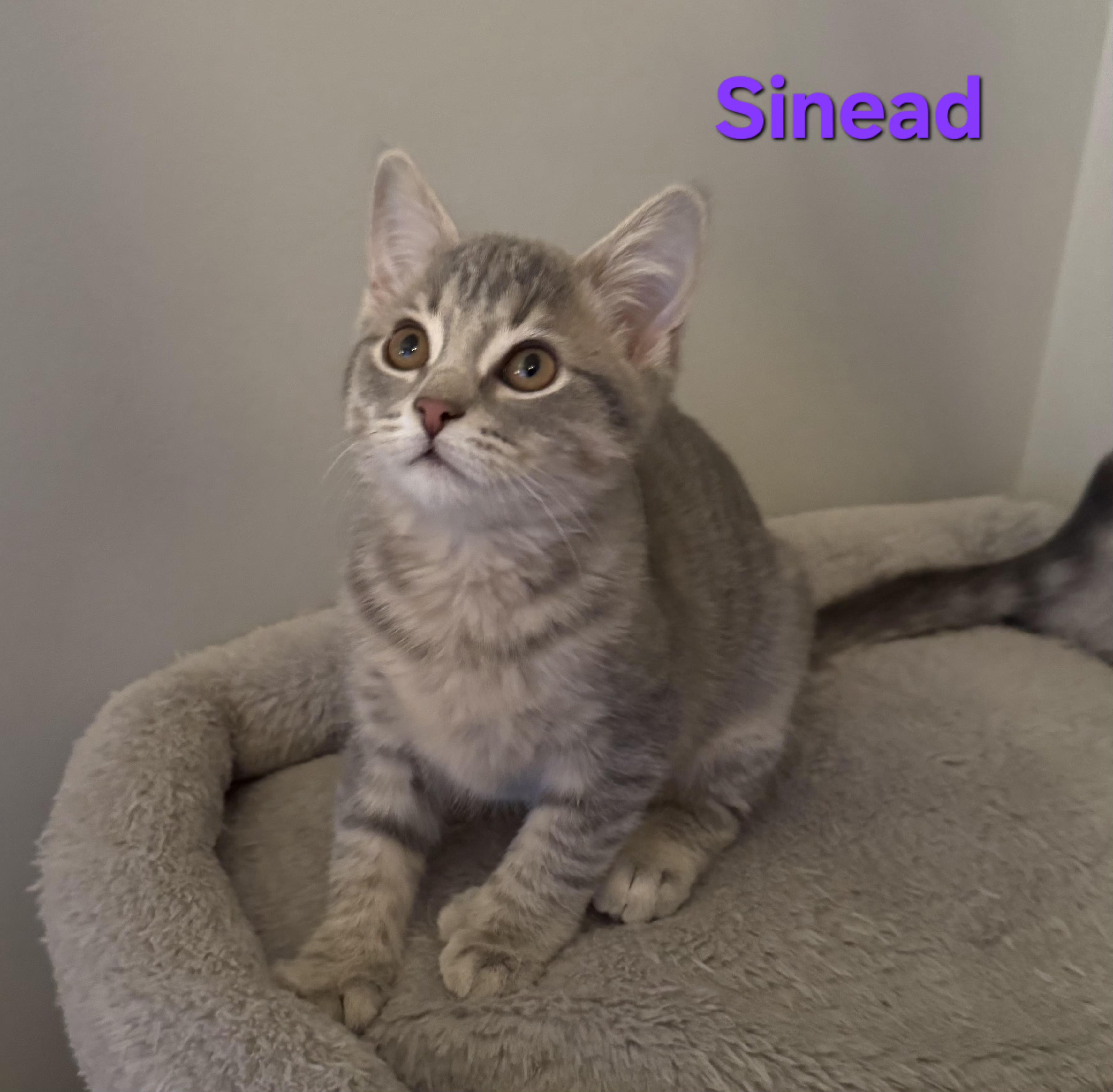 Enlarge Sinead (siblings are Fleetwood, Avril & Fiona), an adopted Domestic Short Hair in Brighton, MI image 2/5