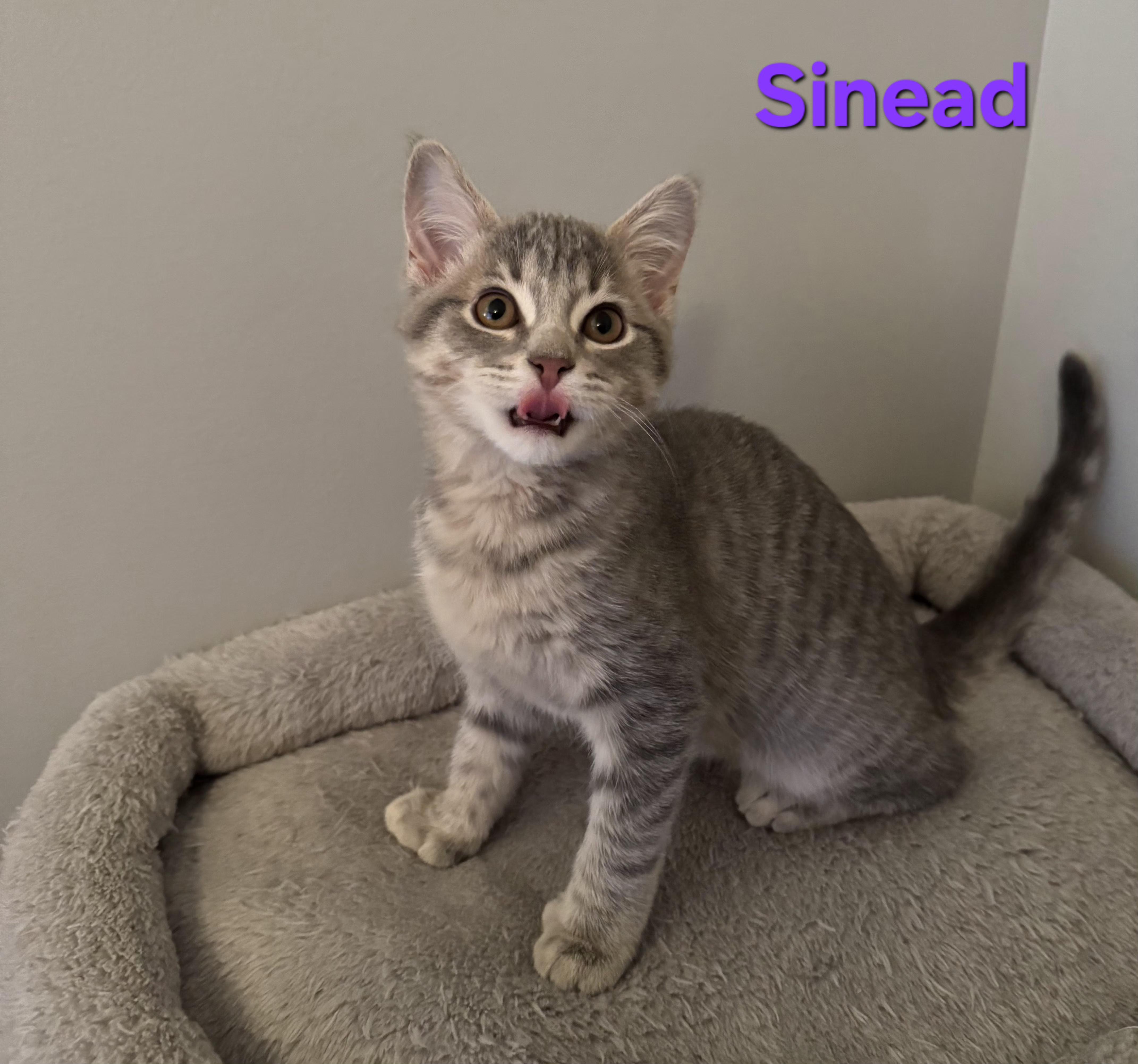 Enlarge Sinead (siblings are Fleetwood, Avril & Fiona), an adopted Domestic Short Hair in Brighton, MI image 5/5