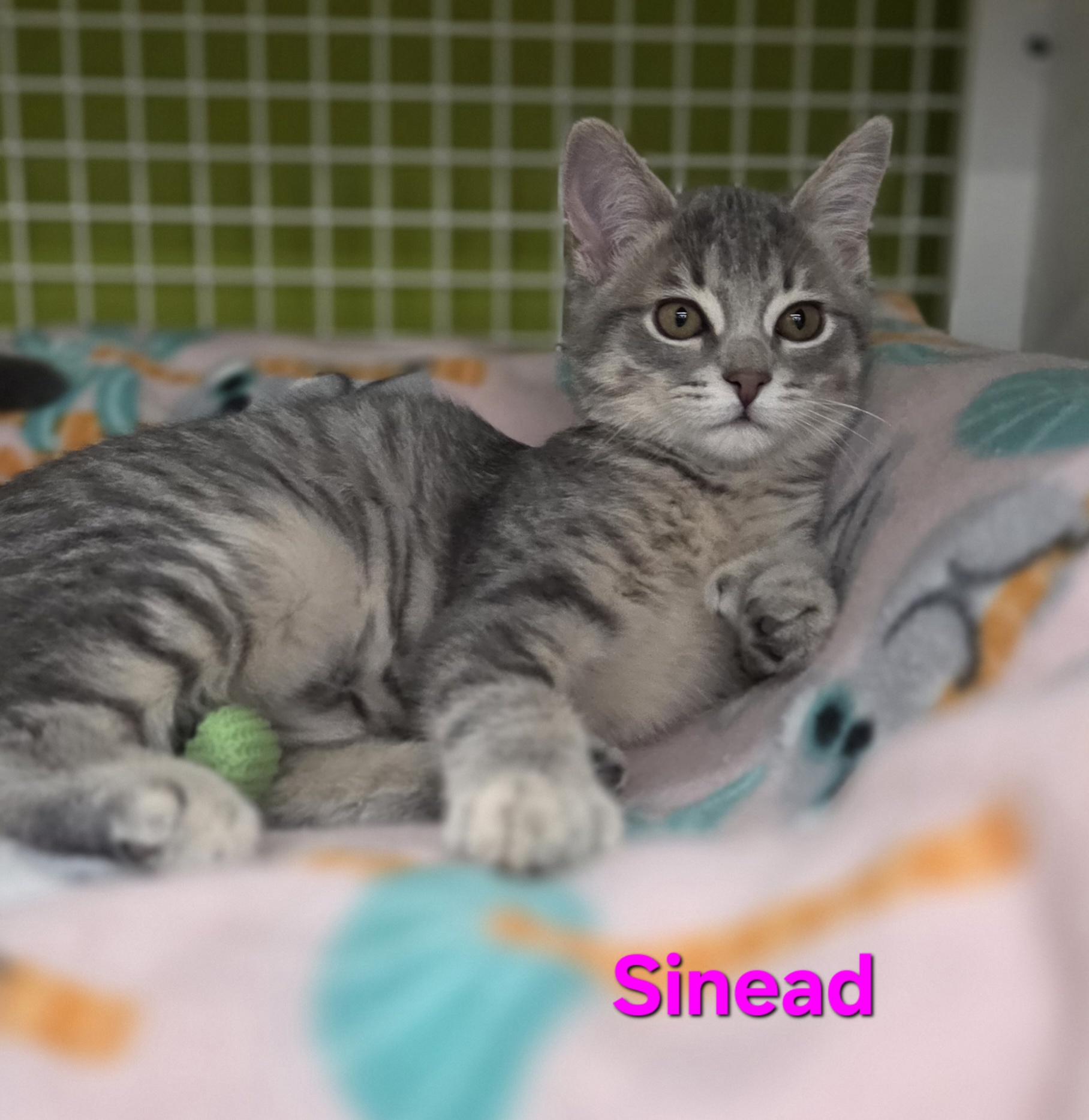 Sinead (siblings are Fleetwood, Avril & Fiona), adopted, Kitten Female Domestic Short Hair.
