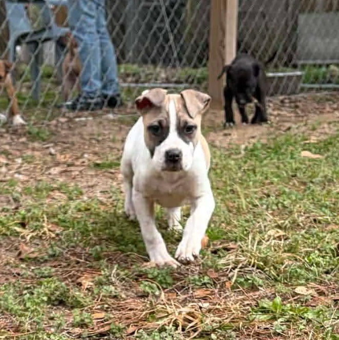 Enlarge Callie, a ADOPTABLE mixed breed in Bristol, VT image 2/2