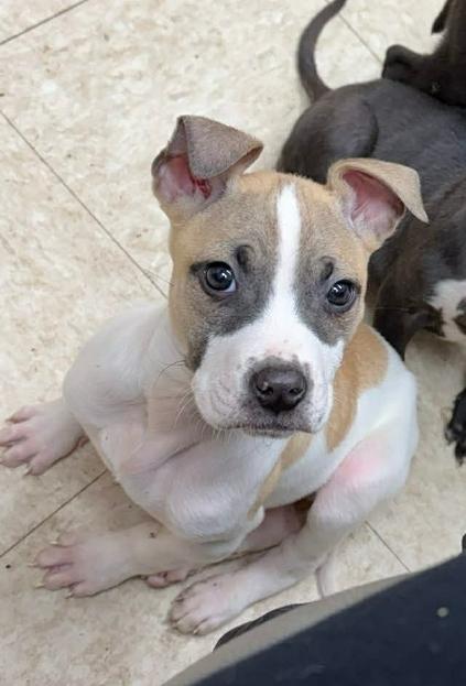 Callie, ADOPTABLE, Puppy Female Pit Bull Terrier.