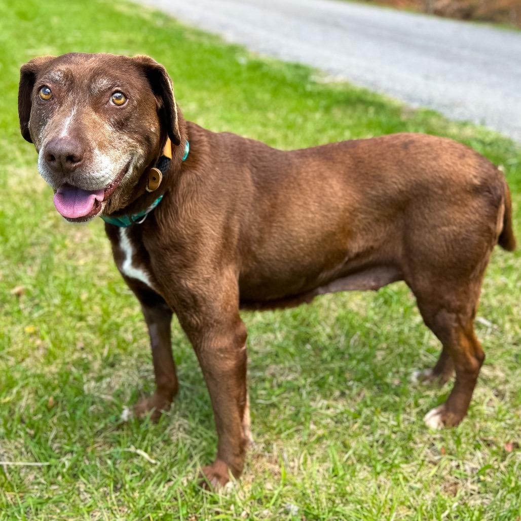Merle, a Adoptable mixed breed in Rocky Mount, VA image 1/6
