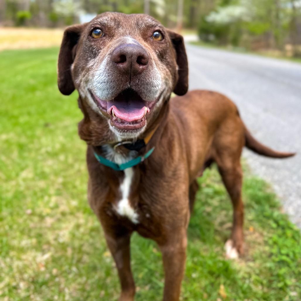 Merle, a Adoptable mixed breed in Rocky Mount, VA image 2/6