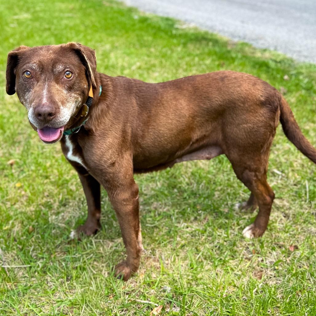 Merle, a Adoptable mixed breed in Rocky Mount, VA image 3/6