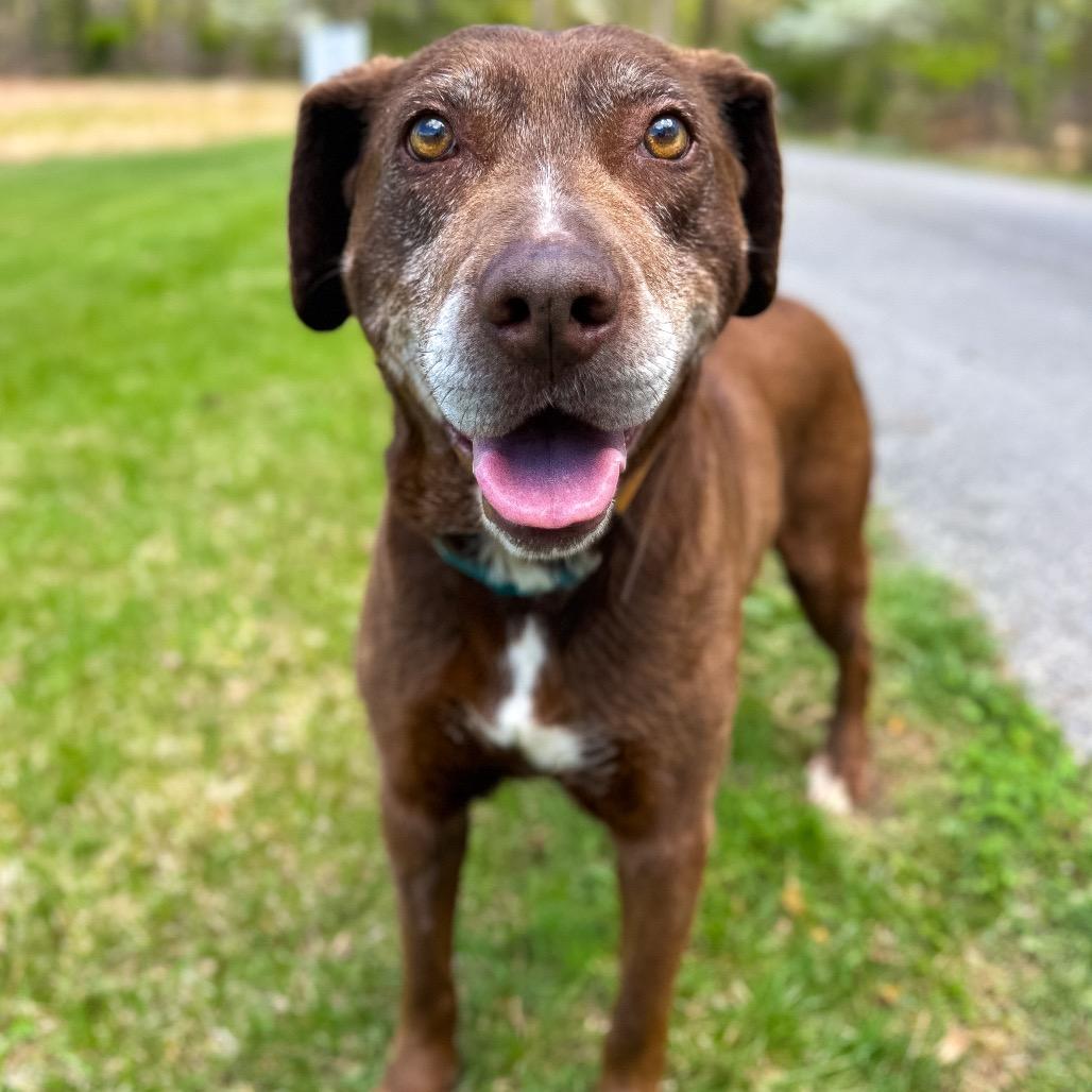 Merle, a Adoptable mixed breed in Rocky Mount, VA image 4/6