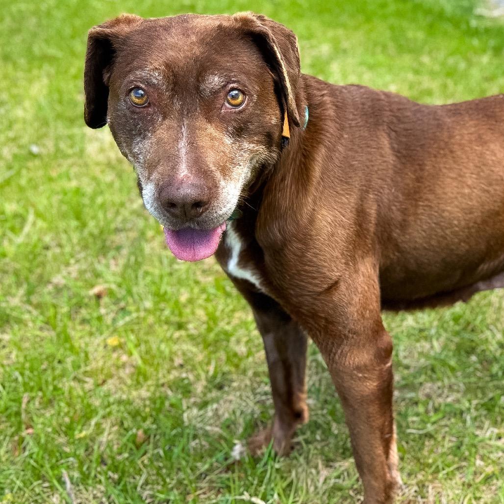 Merle, a Adoptable mixed breed in Rocky Mount, VA image 5/6