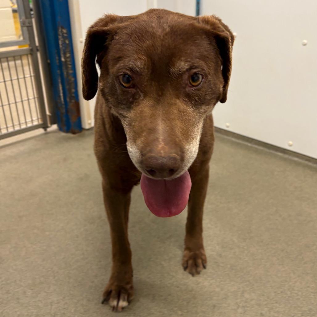 Merle, a Adoptable mixed breed in Rocky Mount, VA image 6/6