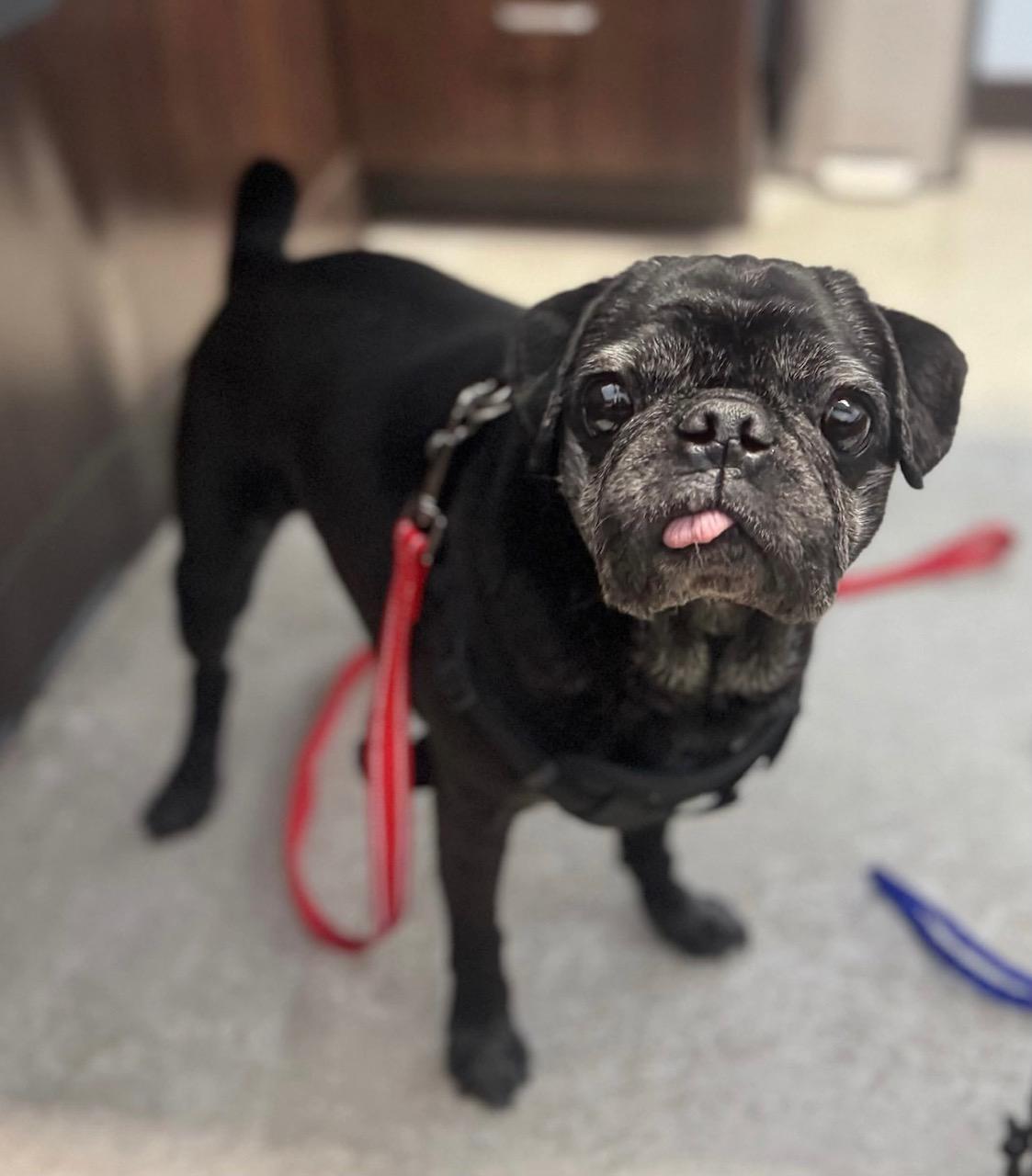 Abuelo Pablo, Adoptable, Adult Male Pug.