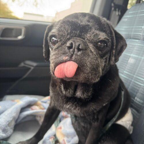 Enlarge Abuelo Pablo, a Adoptable Pug in Seattle, WA image 2/3