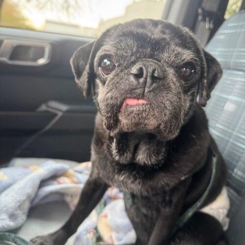 Enlarge Abuelo Pablo, a Adoptable Pug in Seattle, WA image 3/3
