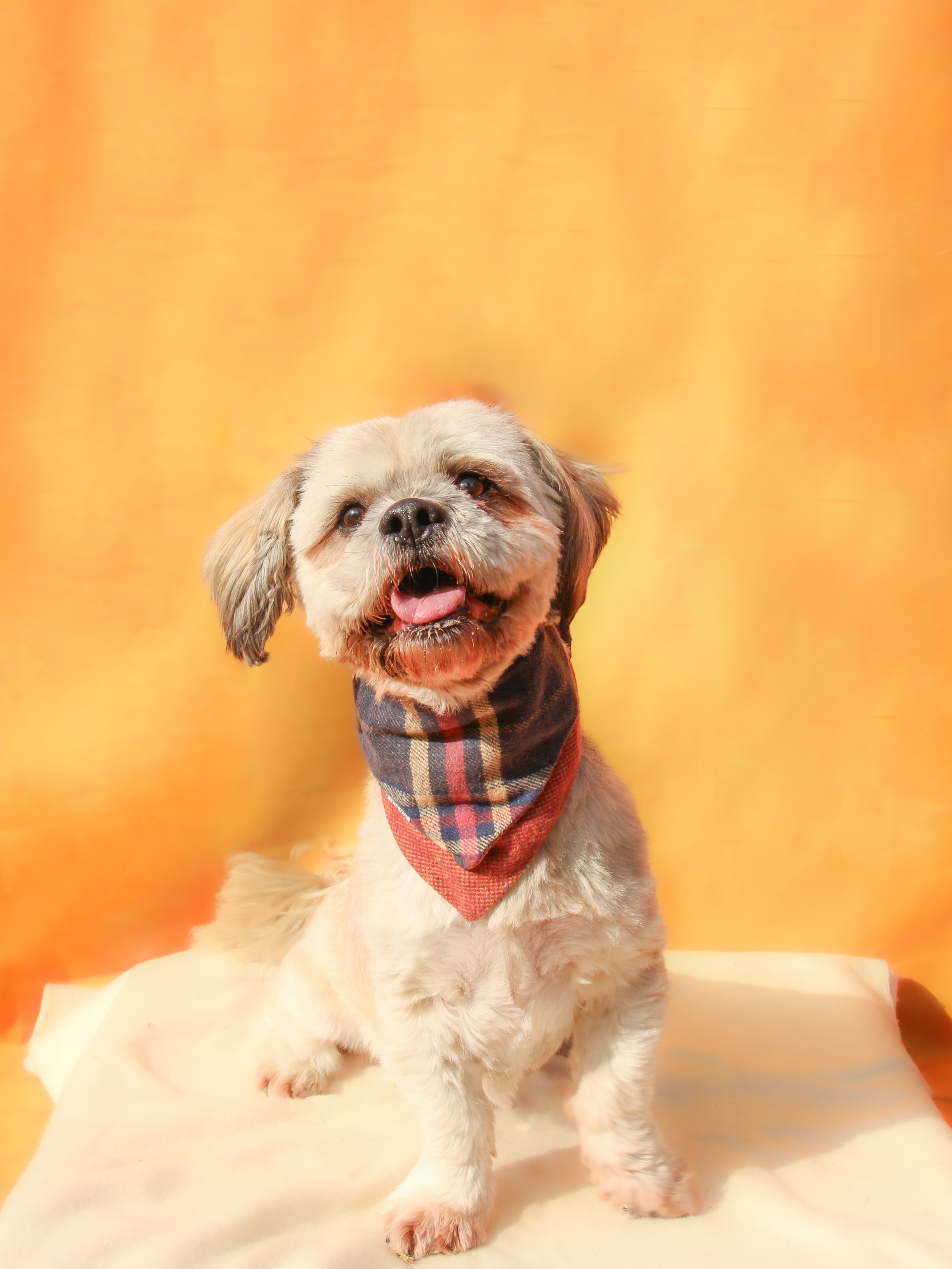 Rocky, Adoptable, Adult Male Lhasa Apso.