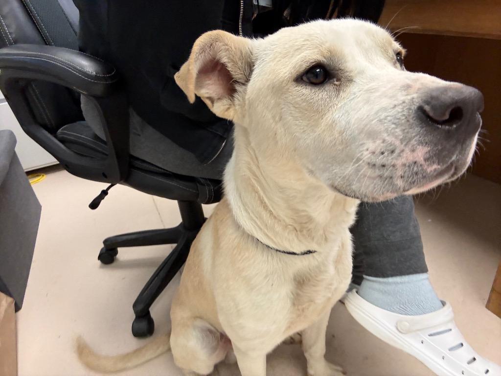 Enlarge Sunshine, a Adoptable mixed breed in Belton, TX image 1/1