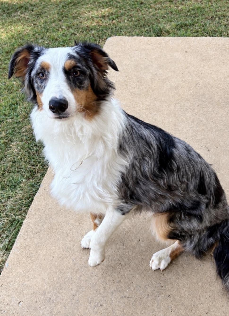 Enlarge Chanel, a Adoptable Australian Shepherd in Ooltewah, TN image 3/6