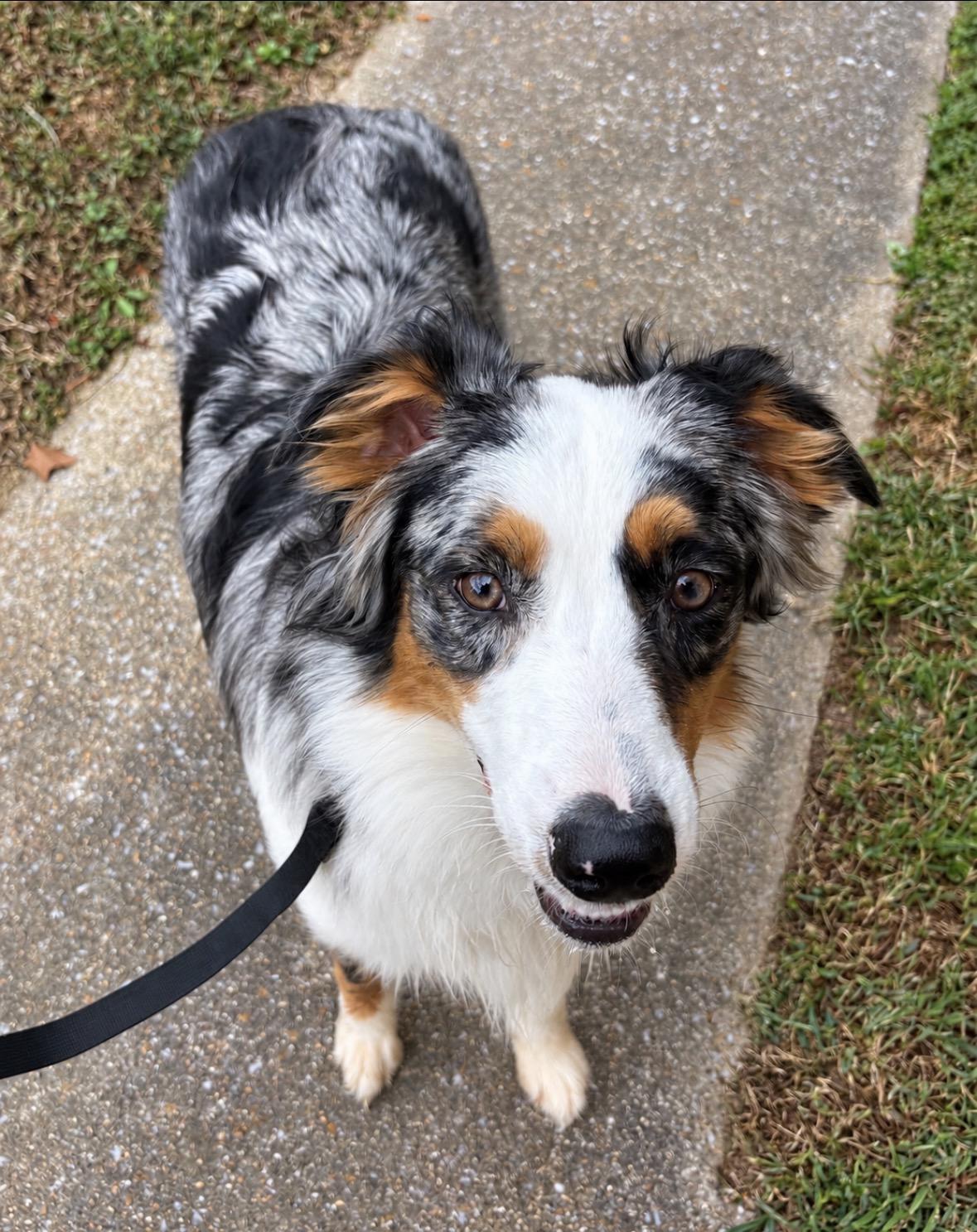 Enlarge Chanel, a Adoptable Australian Shepherd in Ooltewah, TN image 4/6
