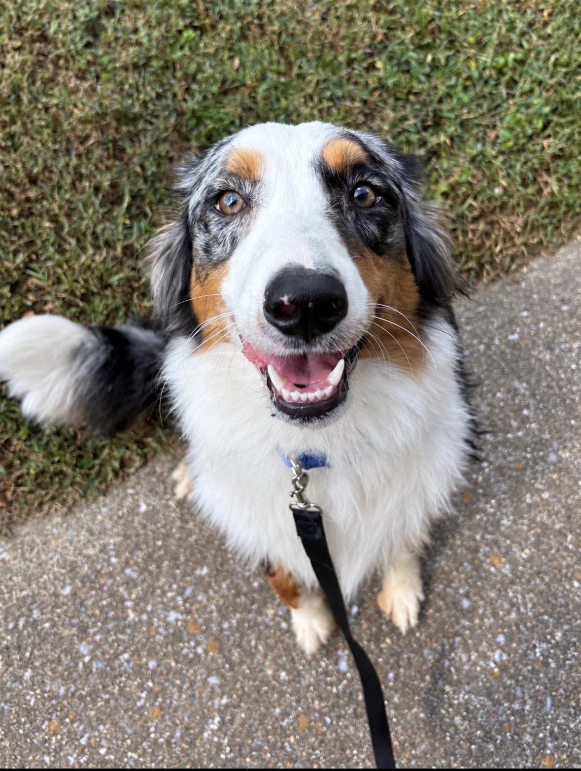 Enlarge Chanel, a Adoptable Australian Shepherd in Ooltewah, TN image 5/6