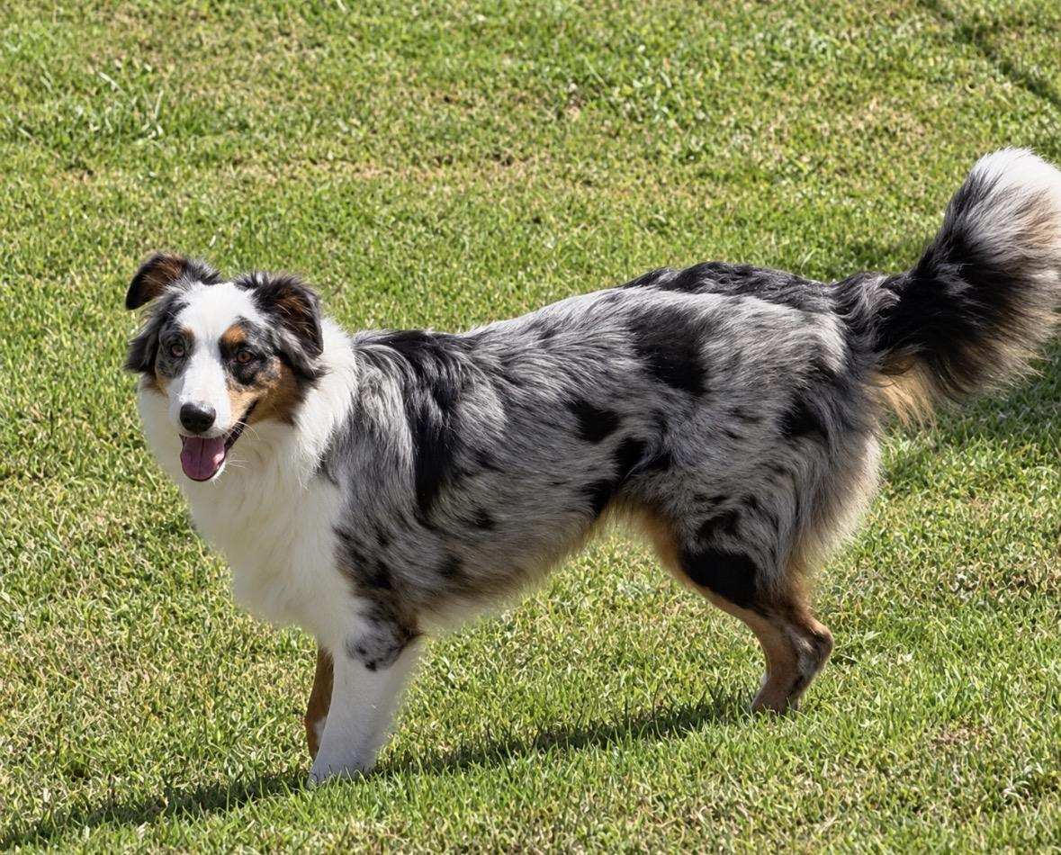 Enlarge Chanel, a Adoptable Australian Shepherd in Ooltewah, TN image 2/6