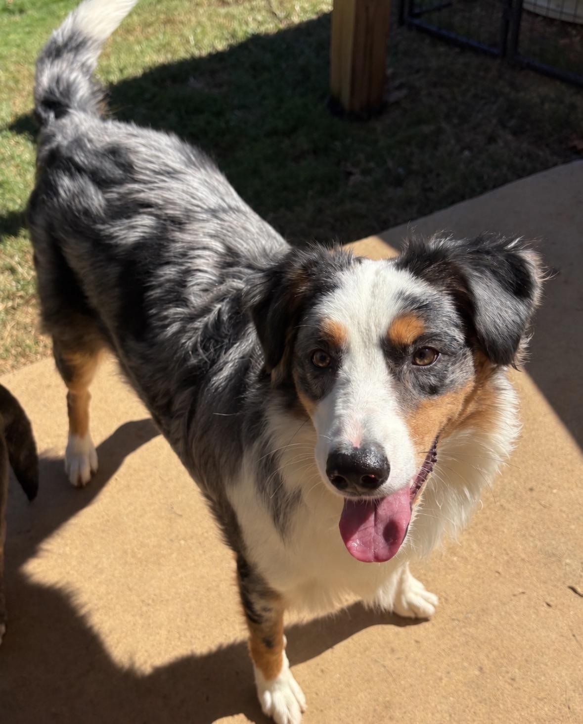 Enlarge Chanel, a Adoptable Australian Shepherd in Ooltewah, TN image 6/6