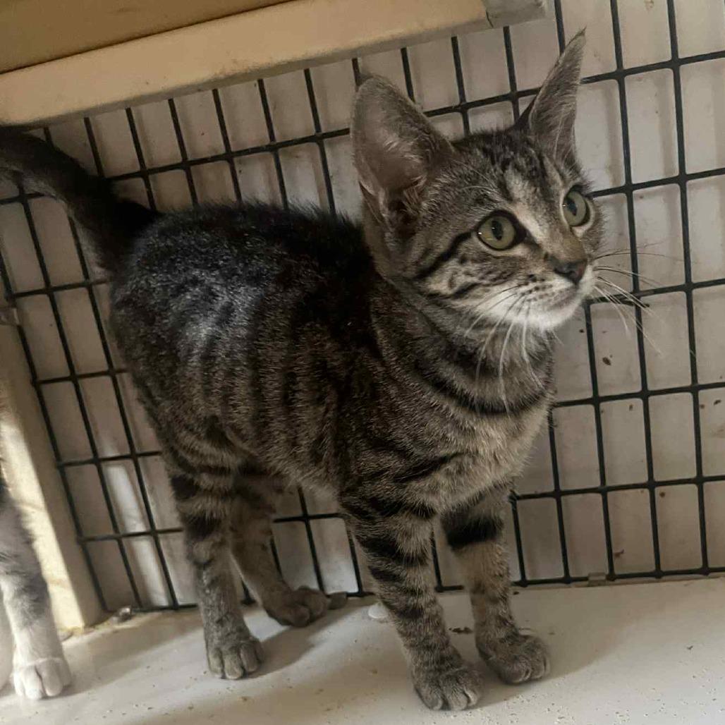 Sunny, an adoptable Domestic Short Hair in Graham, TX_image-1
