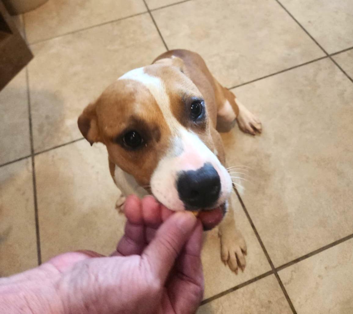 Omelet, an adopted mixed breed in Slidell, LA image 2/4