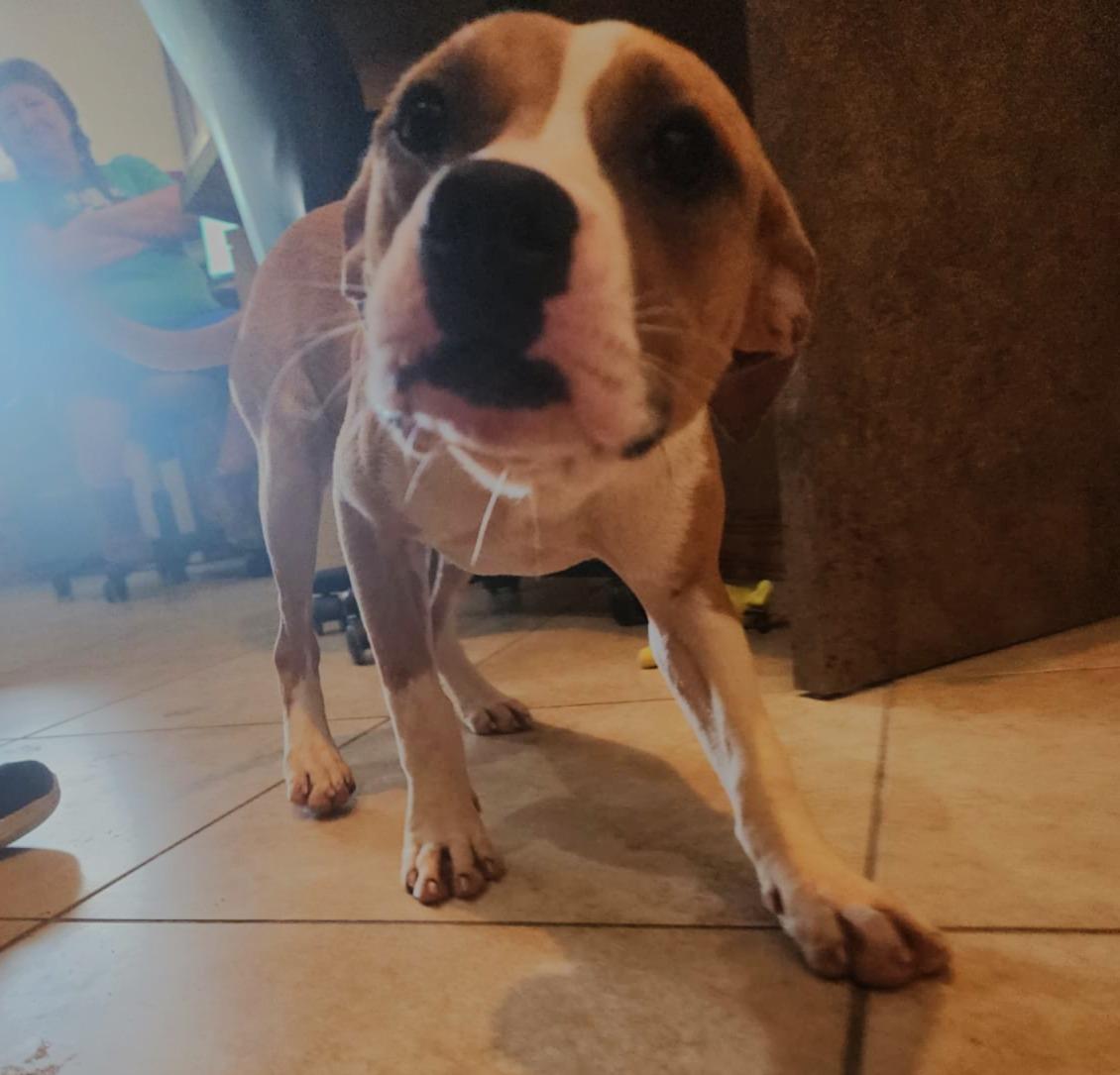 Omelet, an adopted mixed breed in Slidell, LA image 3/4