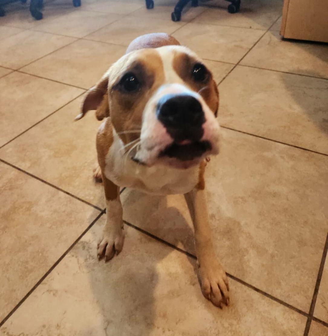 Omelet, adopted, Puppy Female Terrier.