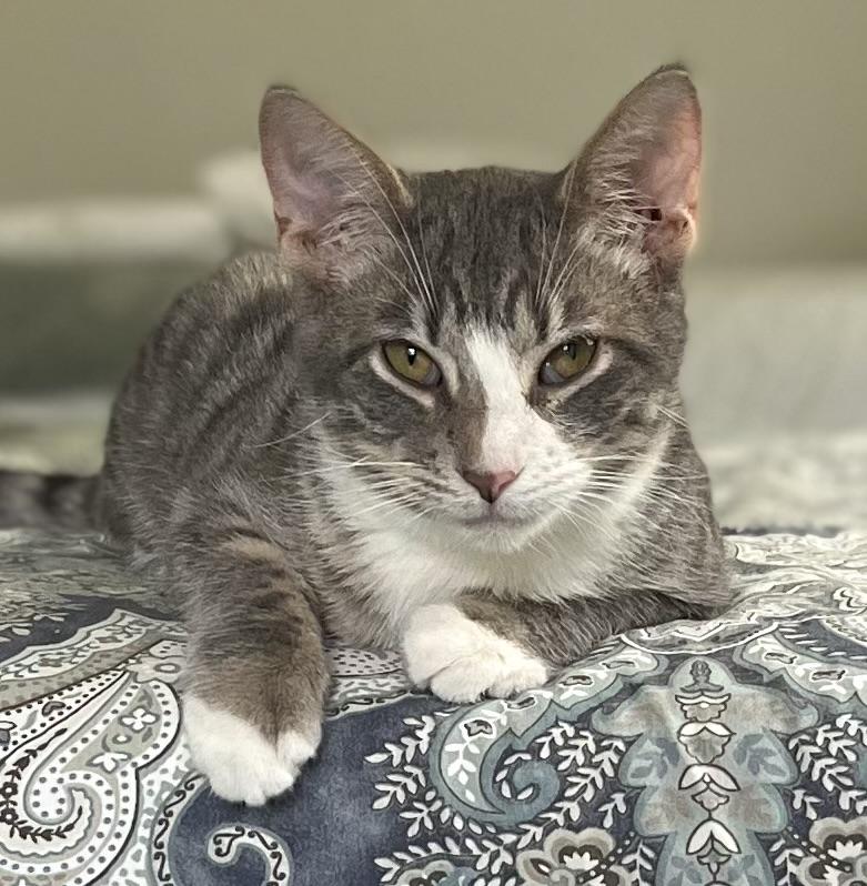 JERICHO (look into my eyessssss), Adoptable, Kitten Male Domestic Short Hair.
