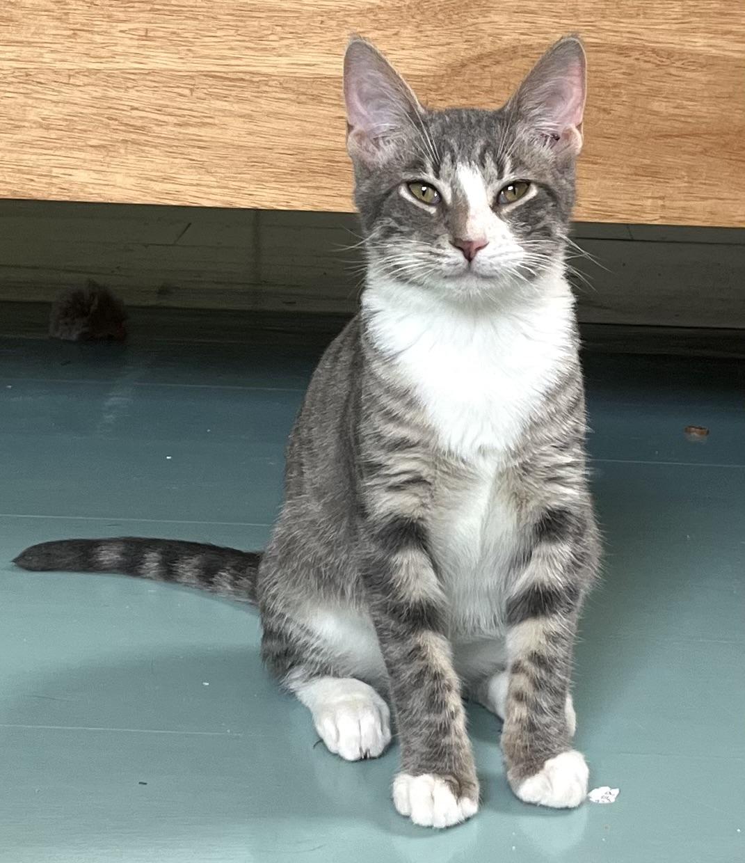 Enlarge JERICHO (look into my eyessssss), a Adoptable Domestic Short Hair in Portsmouth, RI image 2/6