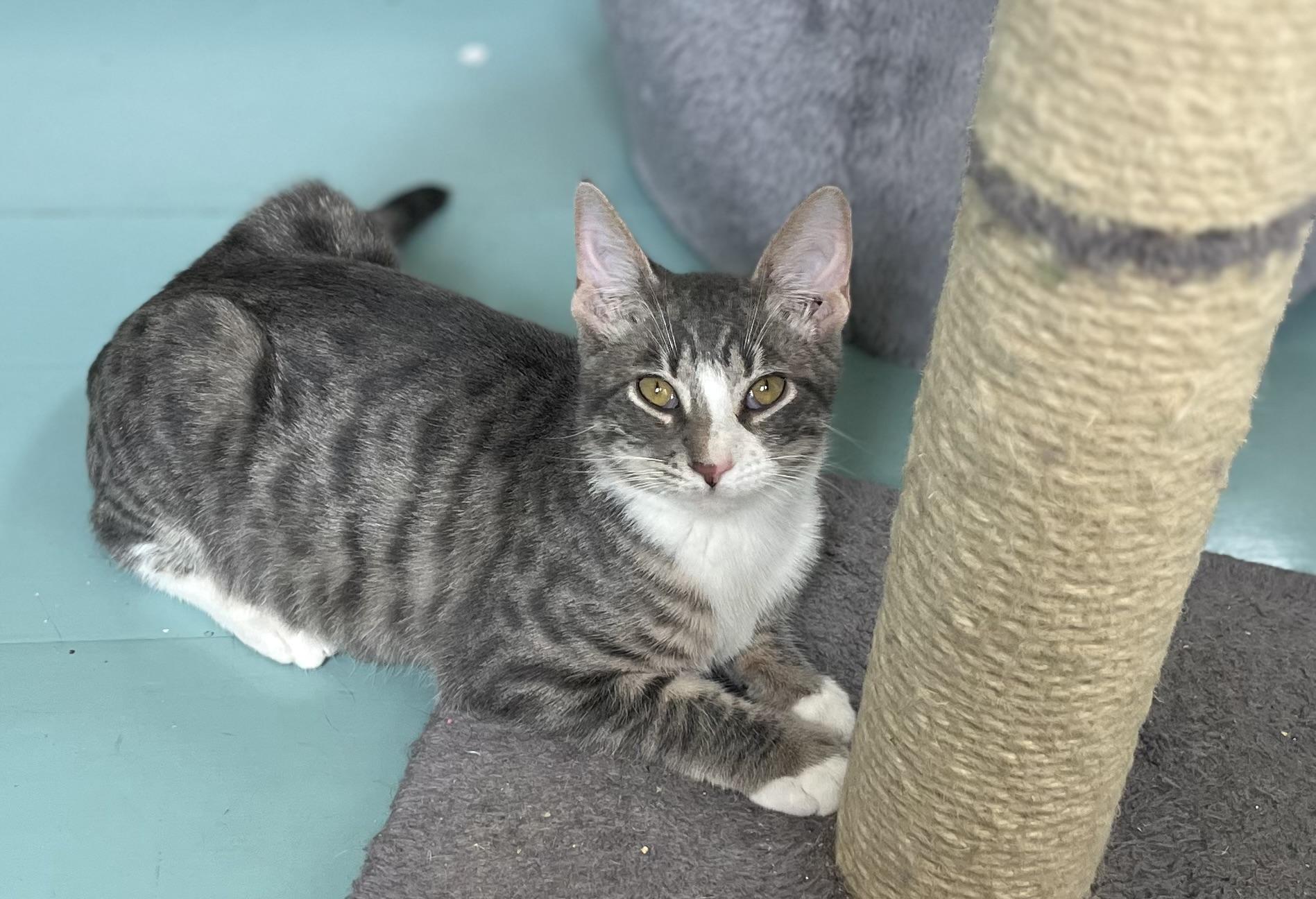 Enlarge JERICHO (look into my eyessssss), a Adoptable Domestic Short Hair in Portsmouth, RI image 6/6