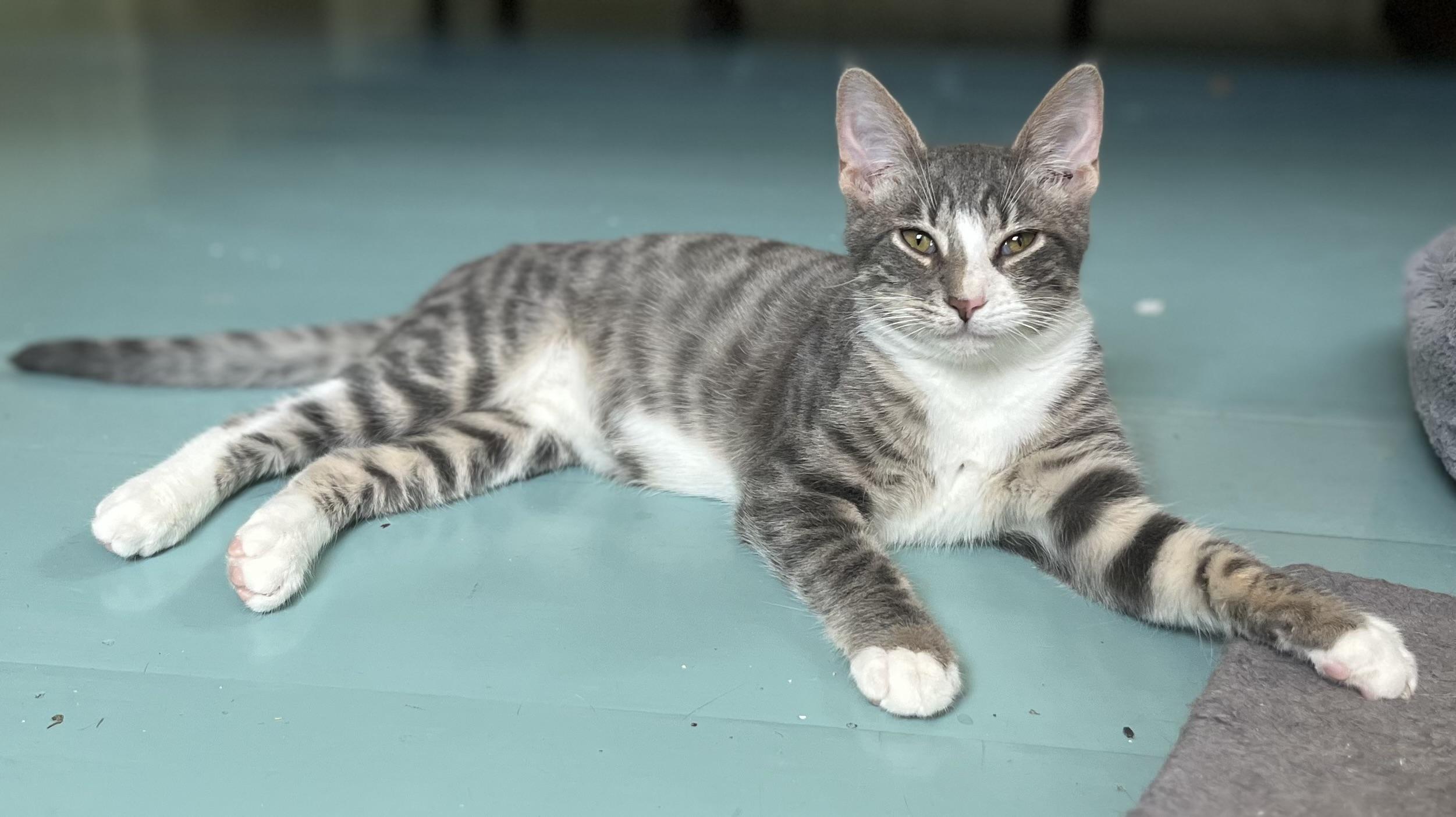 Enlarge JERICHO (look into my eyessssss), a Adoptable Domestic Short Hair in Portsmouth, RI image 3/6