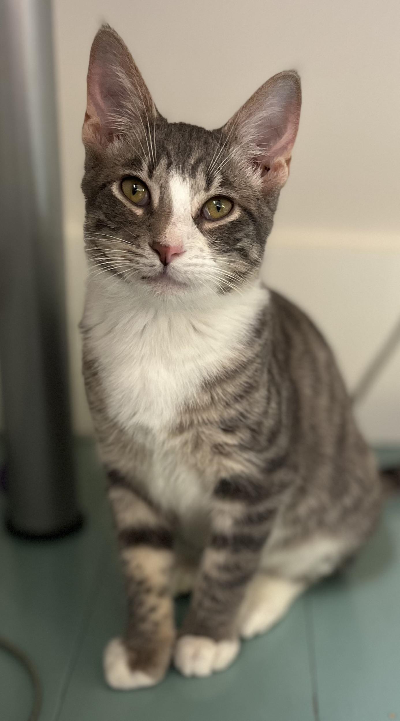 Enlarge JERICHO (look into my eyessssss), a Adoptable Domestic Short Hair in Portsmouth, RI image 5/6