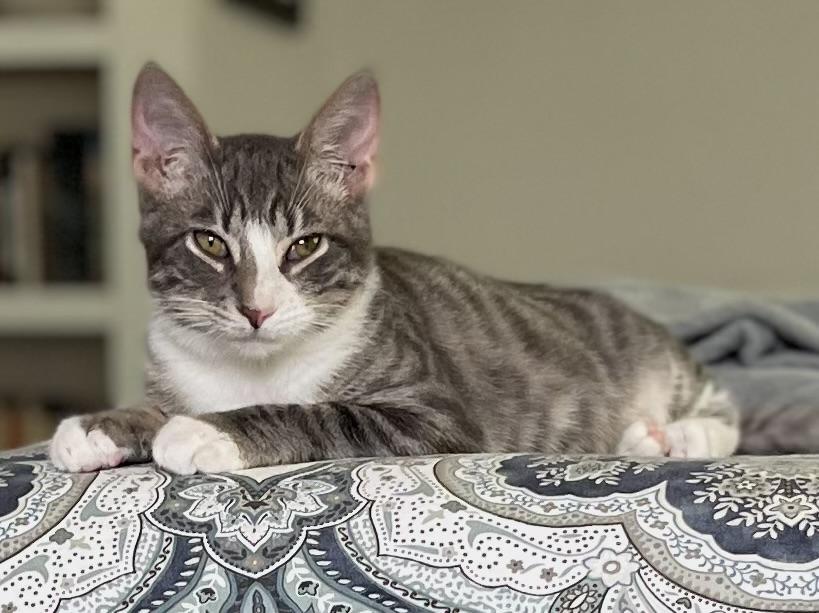 Enlarge JERICHO (look into my eyessssss), a Adoptable Domestic Short Hair in Portsmouth, RI image 4/6