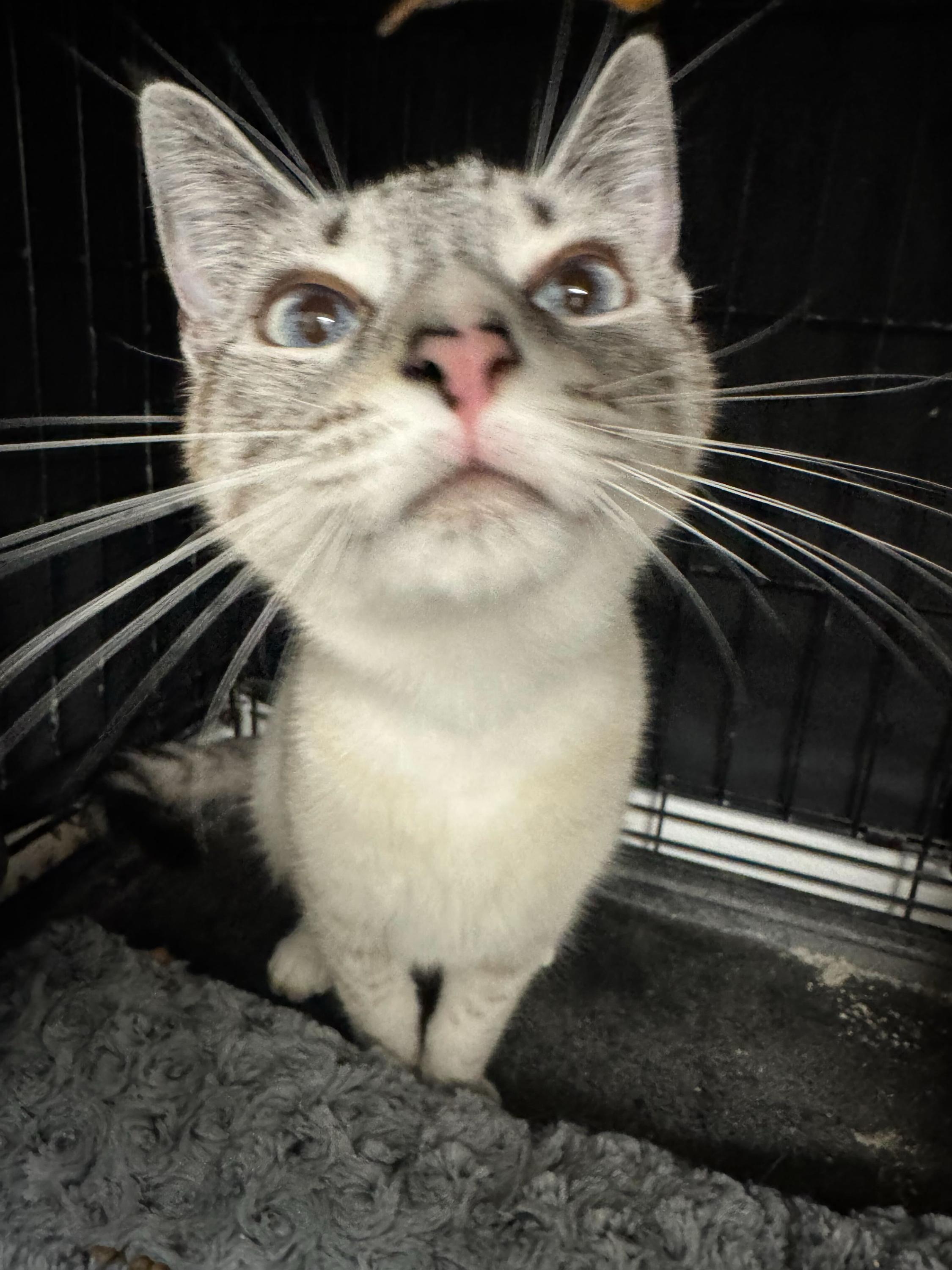 Astro, adopted, Young Female Siamese.