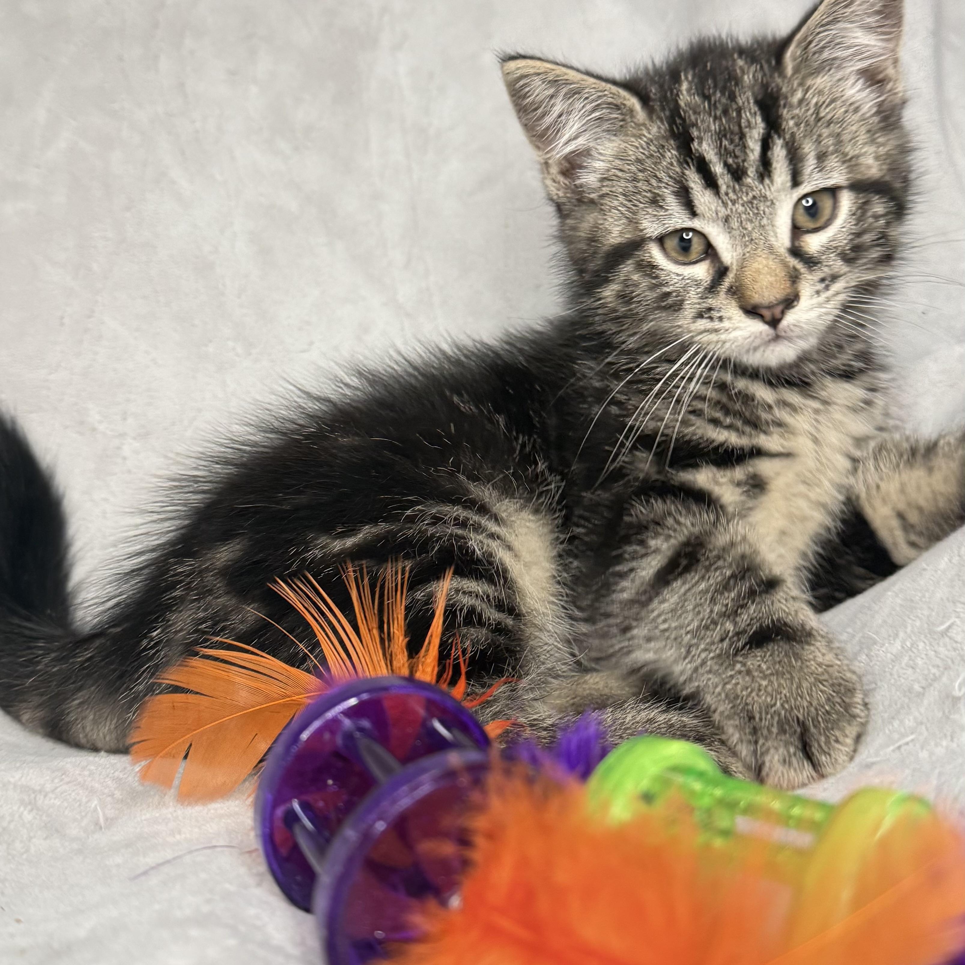 The Friends Crew .... Joey & Chandler, a ADOPTABLE Domestic Short Hair in Hickory, NC image 1/4