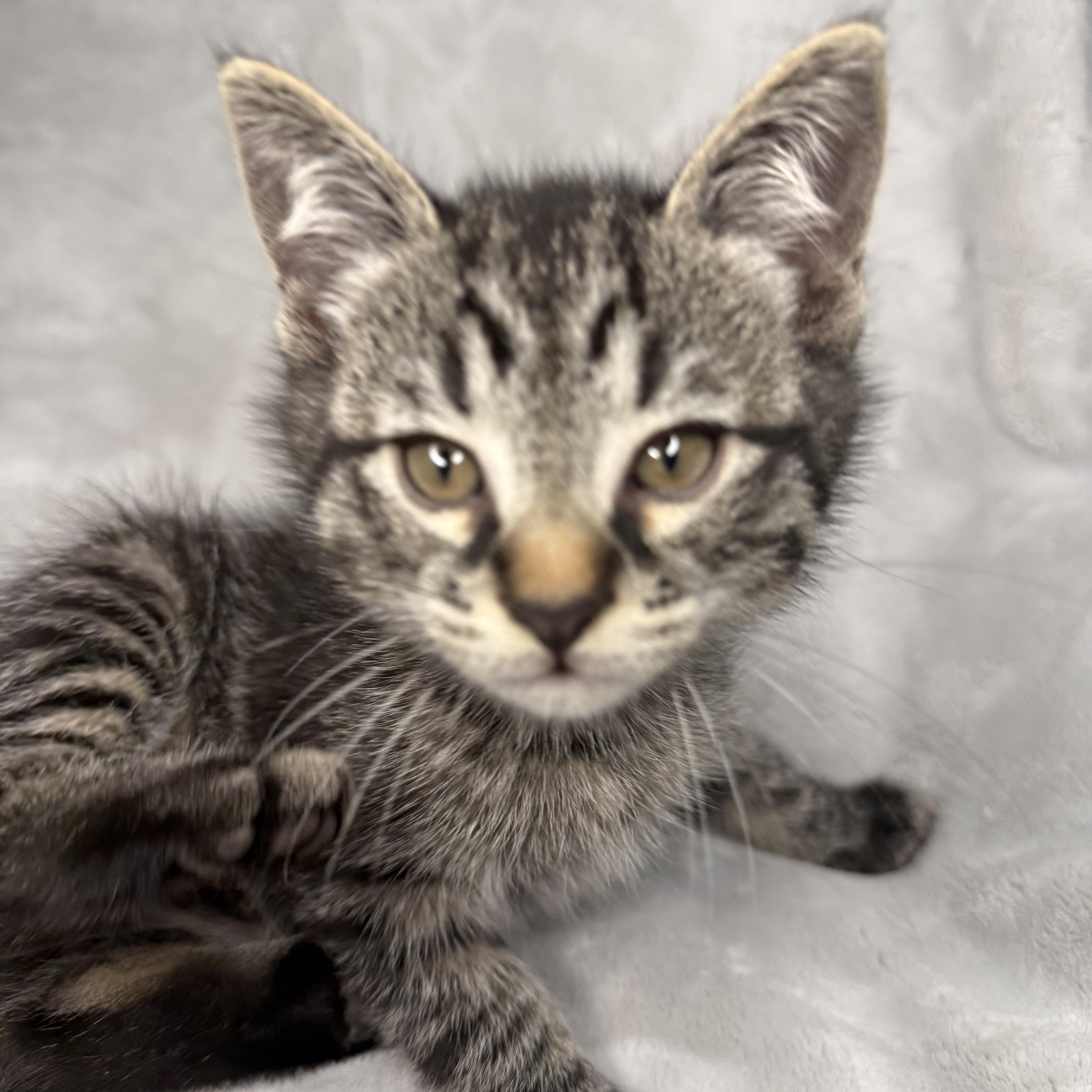 The Friends Crew .... Joey & Chandler, a ADOPTABLE Domestic Short Hair in Hickory, NC image 3/4