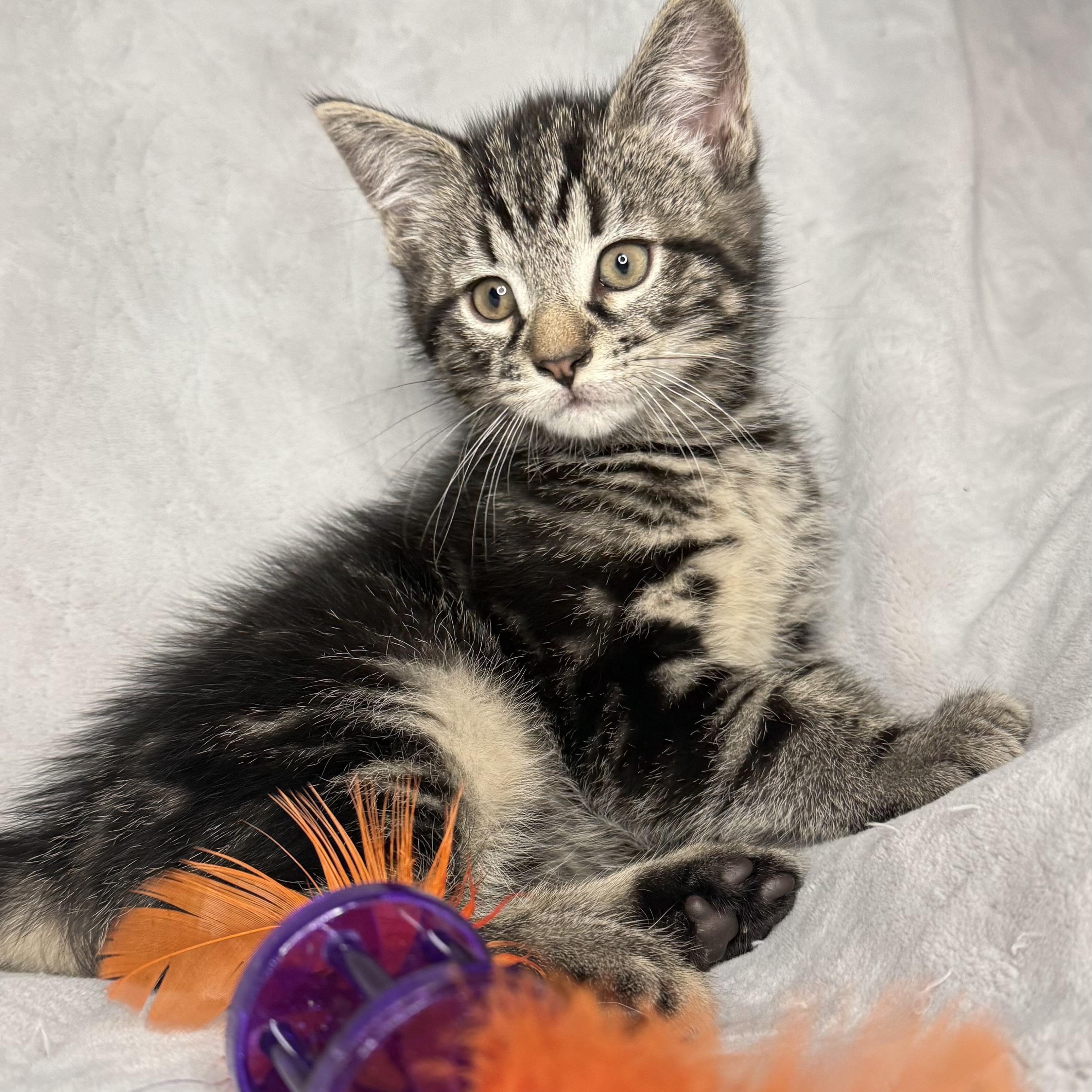 The Friends Crew .... Joey & Chandler, a ADOPTABLE Domestic Short Hair in Hickory, NC image 2/4