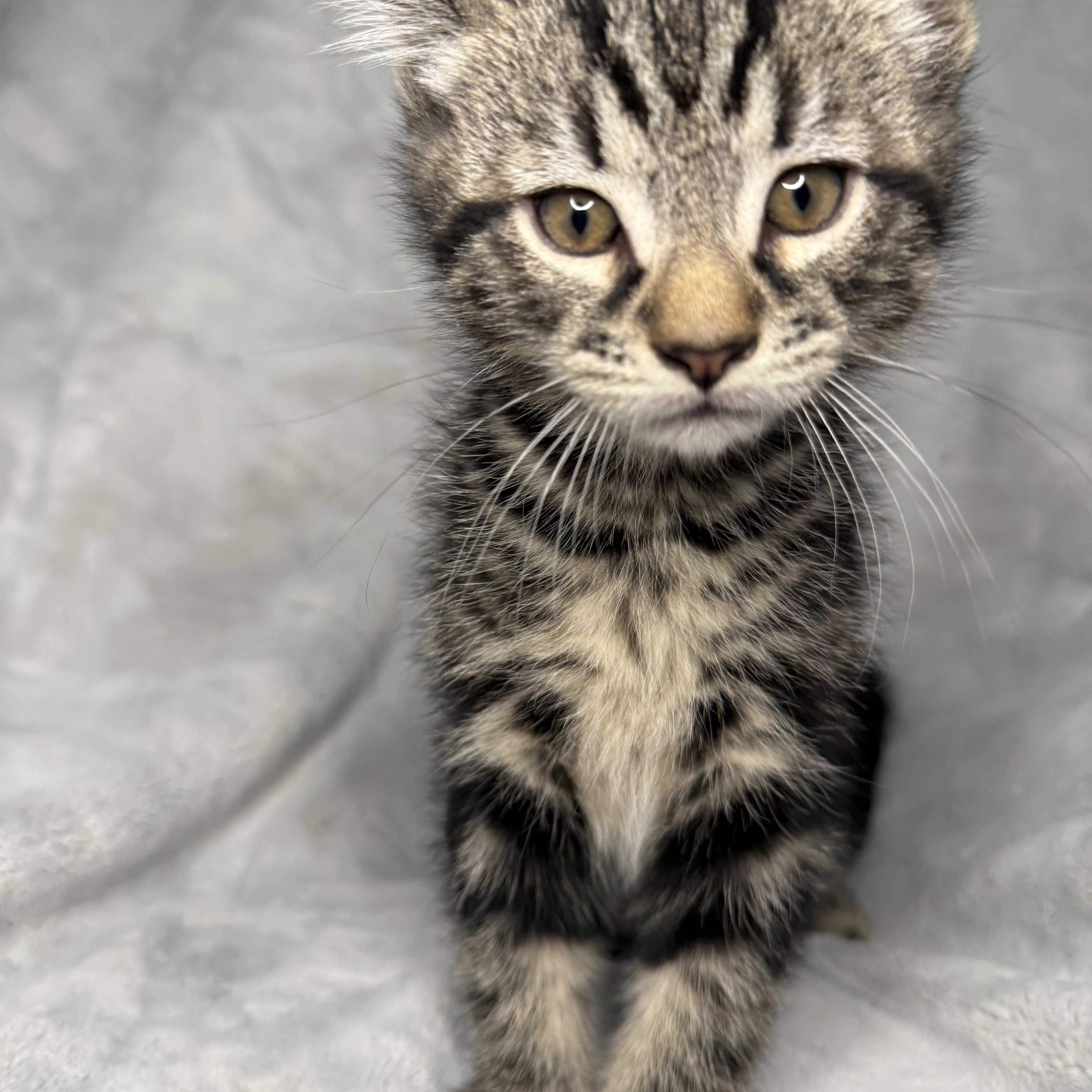 The Friends Crew .... Joey & Chandler, a ADOPTABLE Domestic Short Hair in Hickory, NC image 4/4