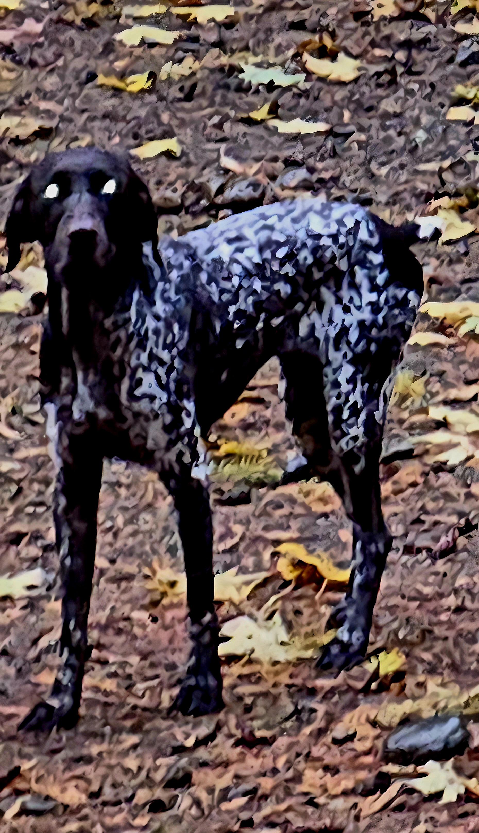 Freckles, a Adopted German Shorthaired Pointer in AUBURN, WA image 3/3