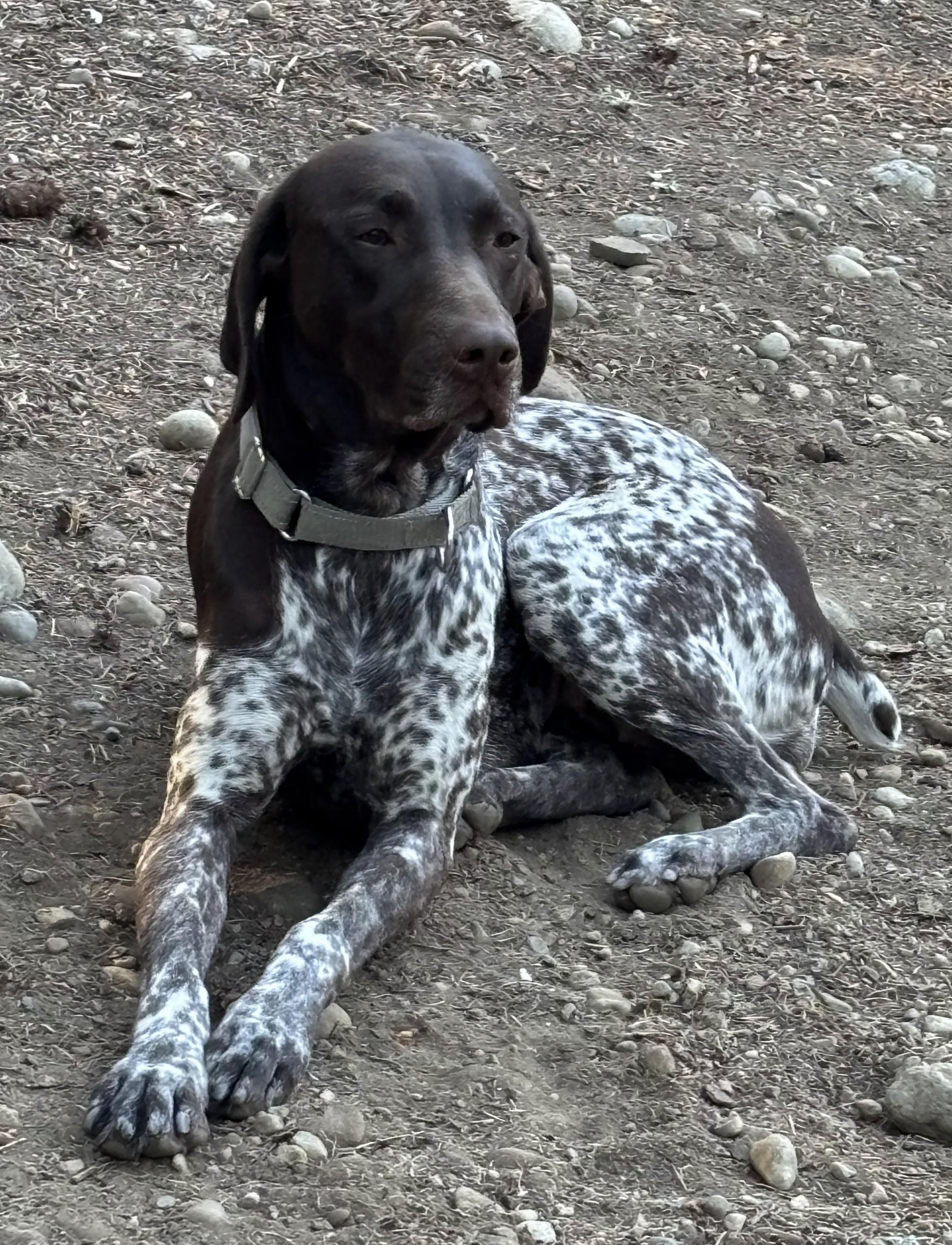 Freckles, a Adopted German Shorthaired Pointer in AUBURN, WA image 1/3