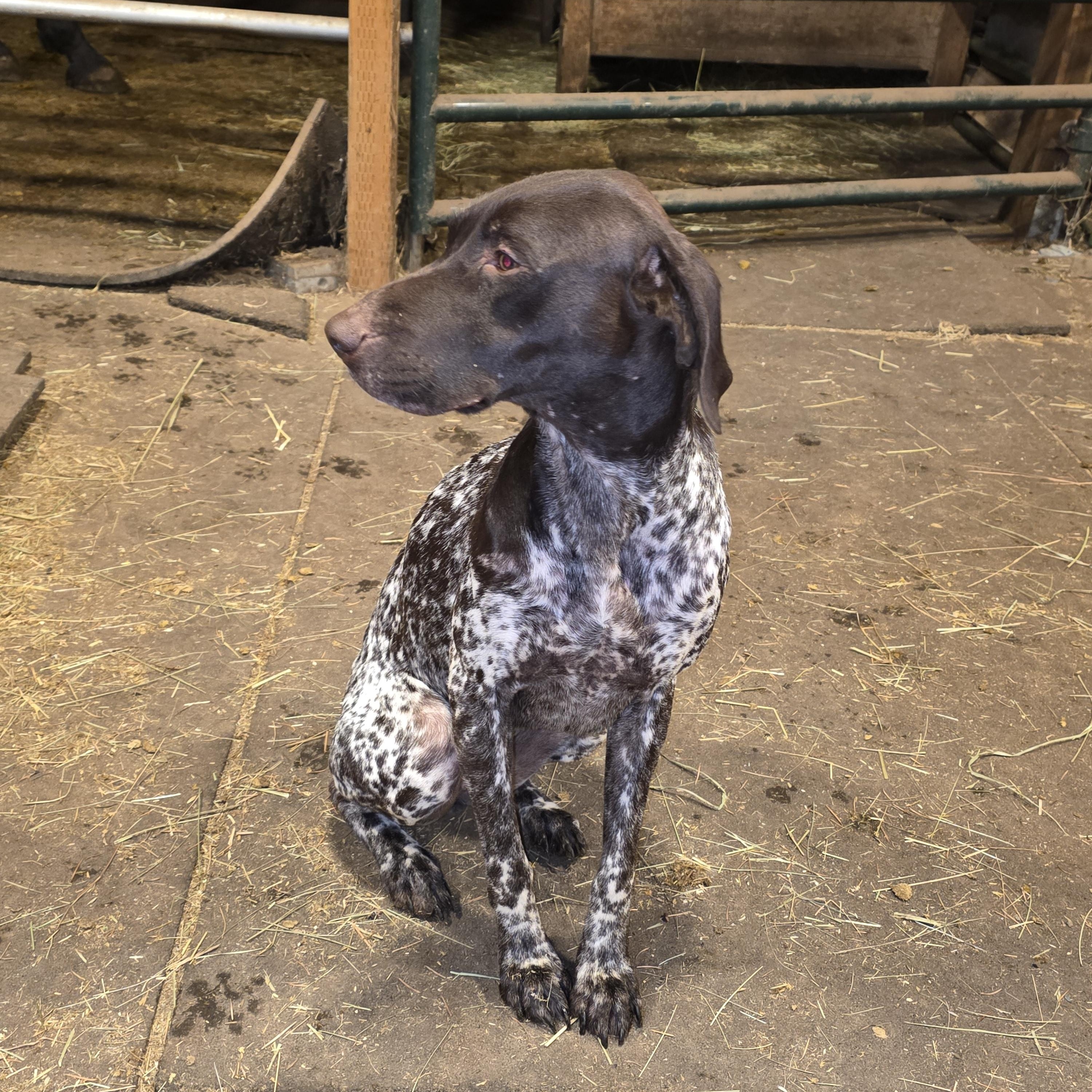Freckles, Adopted, Adult Female German Shorthaired Pointer.