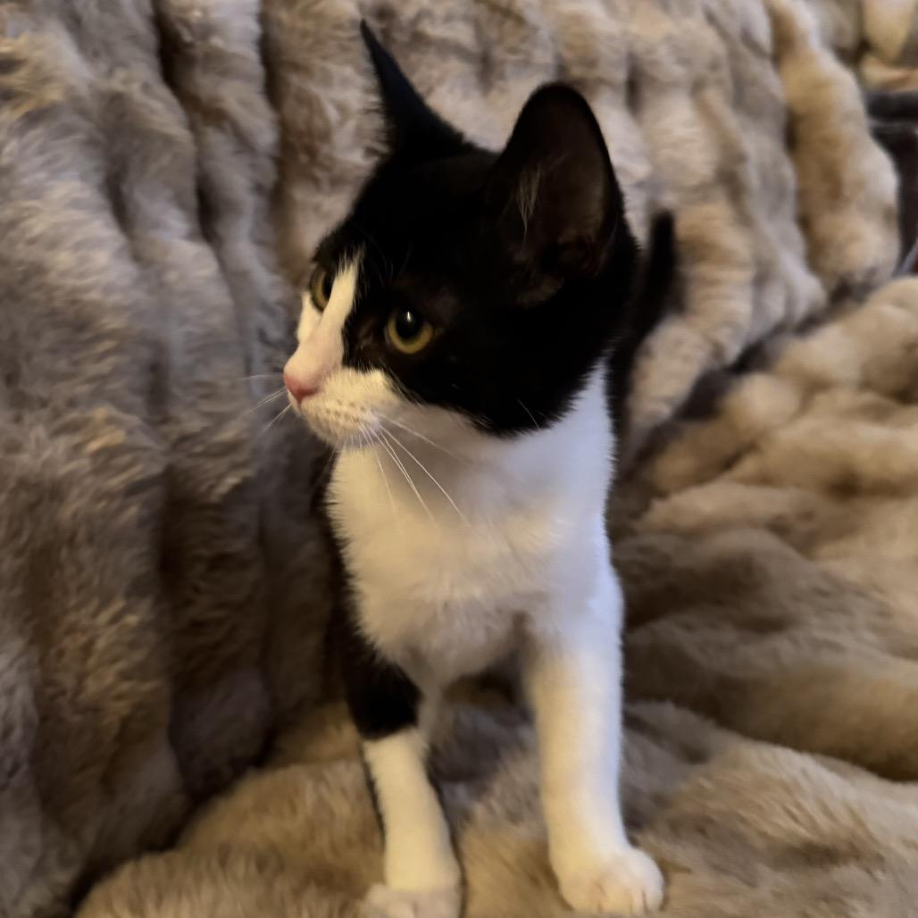 Lucy, Adoptable, Kitten Female Domestic Short Hair.