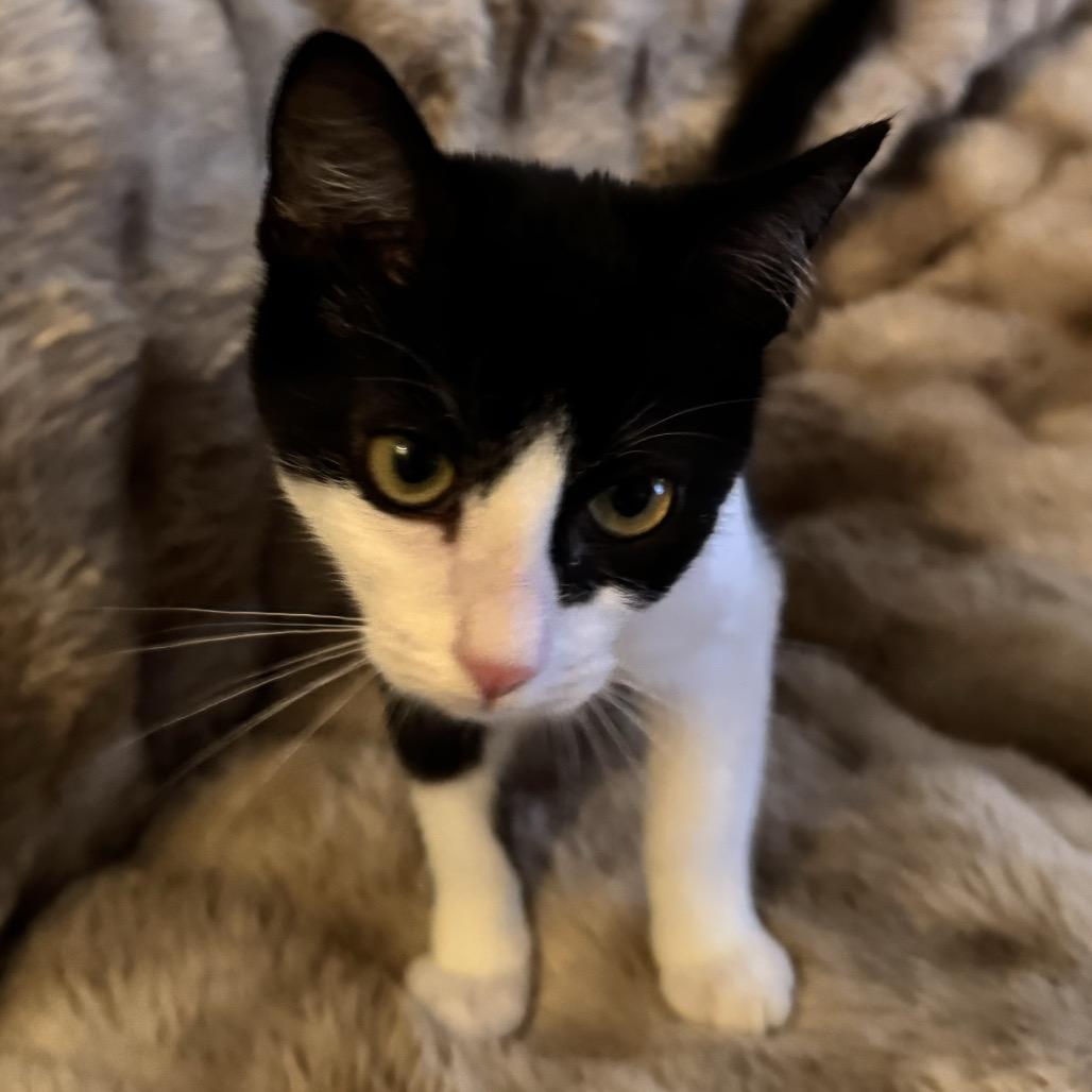 Enlarge Lucy, a Adoptable Domestic Short Hair in Fresno, CA image 2/2