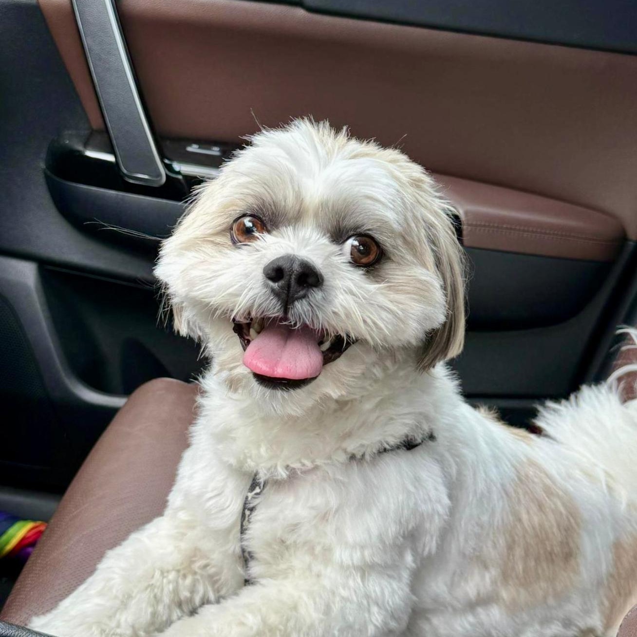 Paco Gus — thumbnail 1