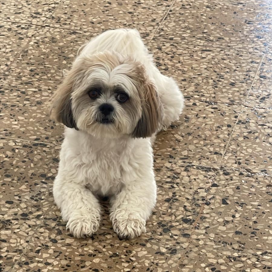 Paco Gus — thumbnail 3