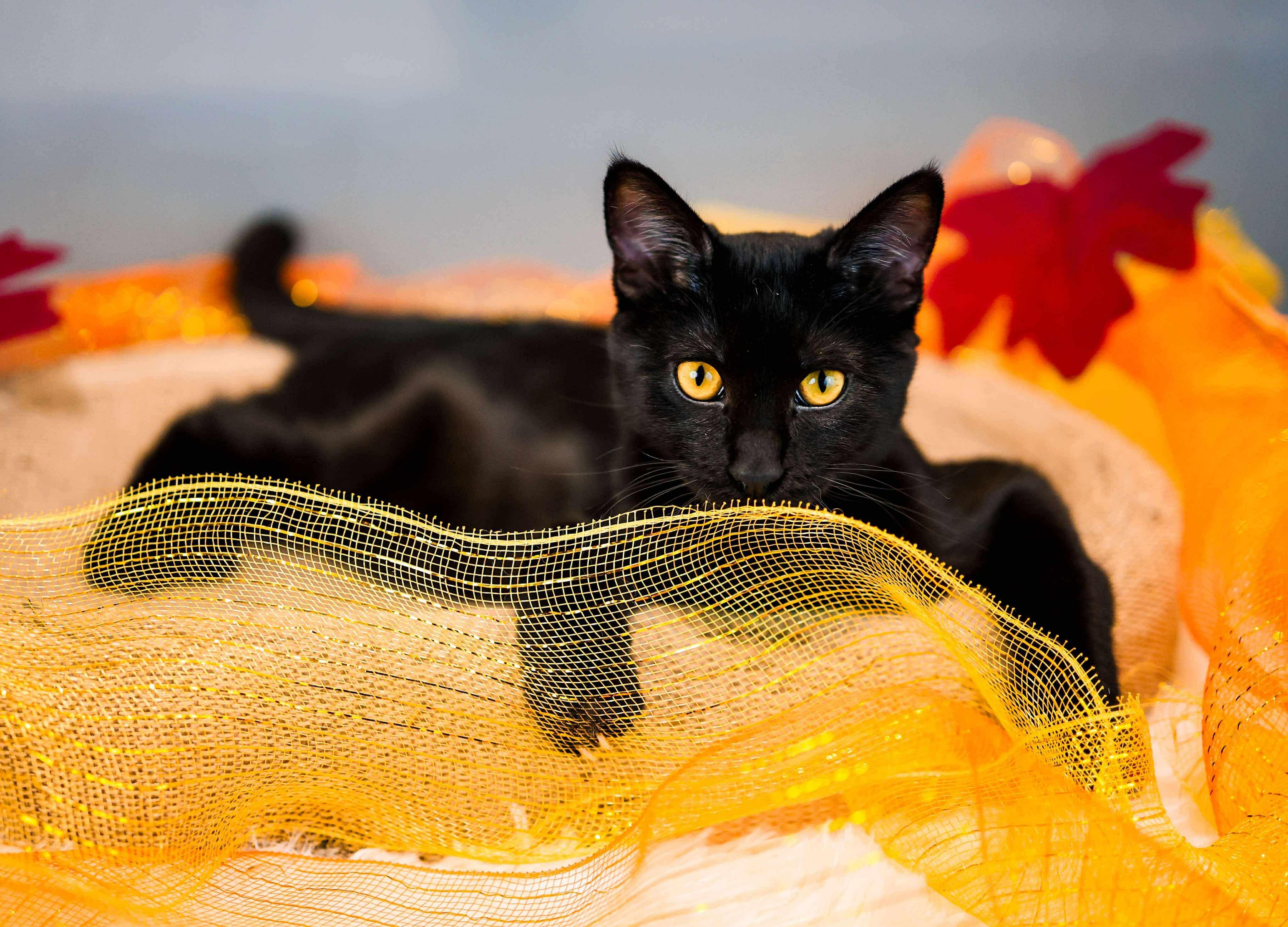 Enlarge Bat, a Adoptable Domestic Short Hair in Sioux Falls, SD image 1/4