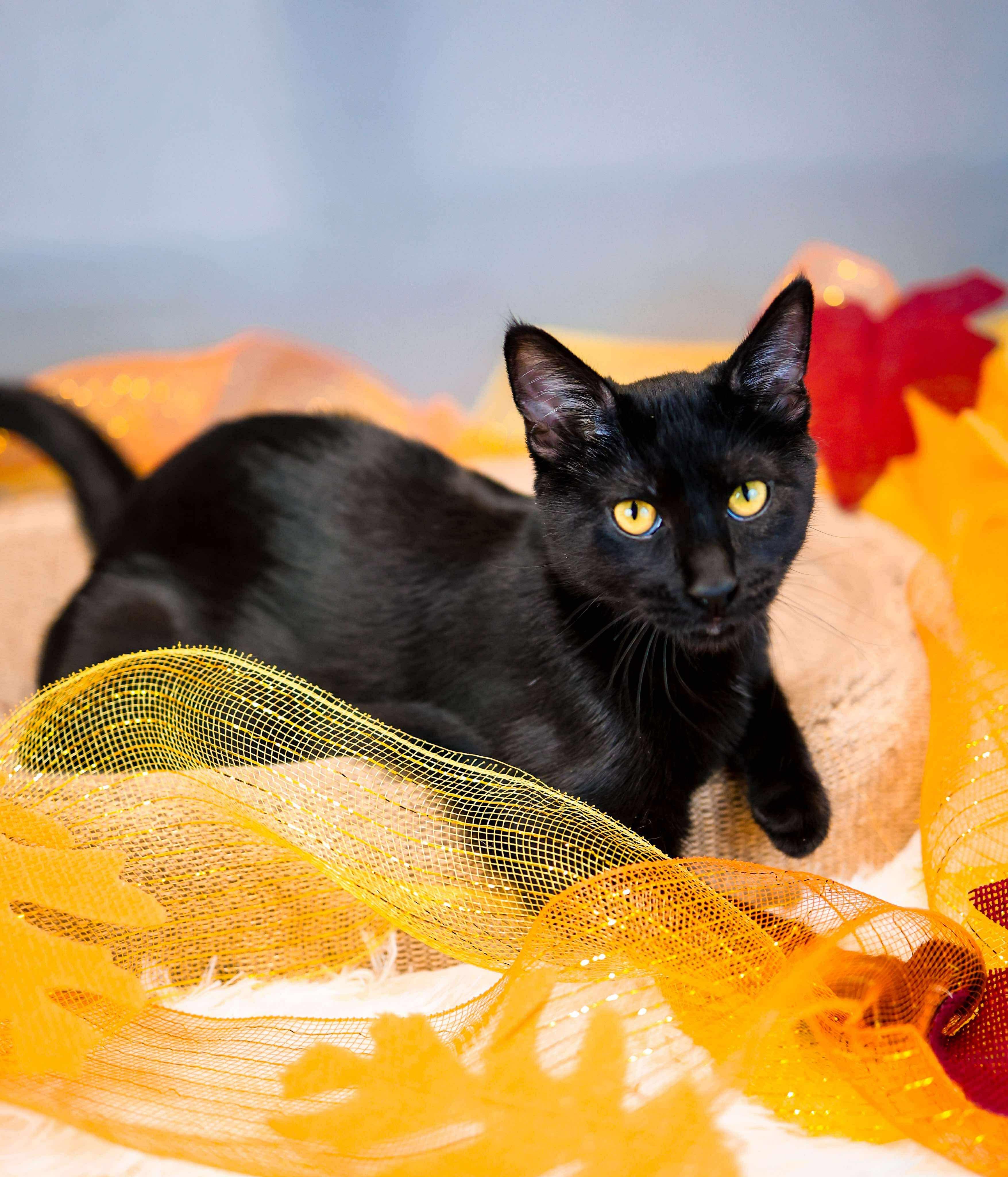 Enlarge Bat, a Adoptable Domestic Short Hair in Sioux Falls, SD image 2/4