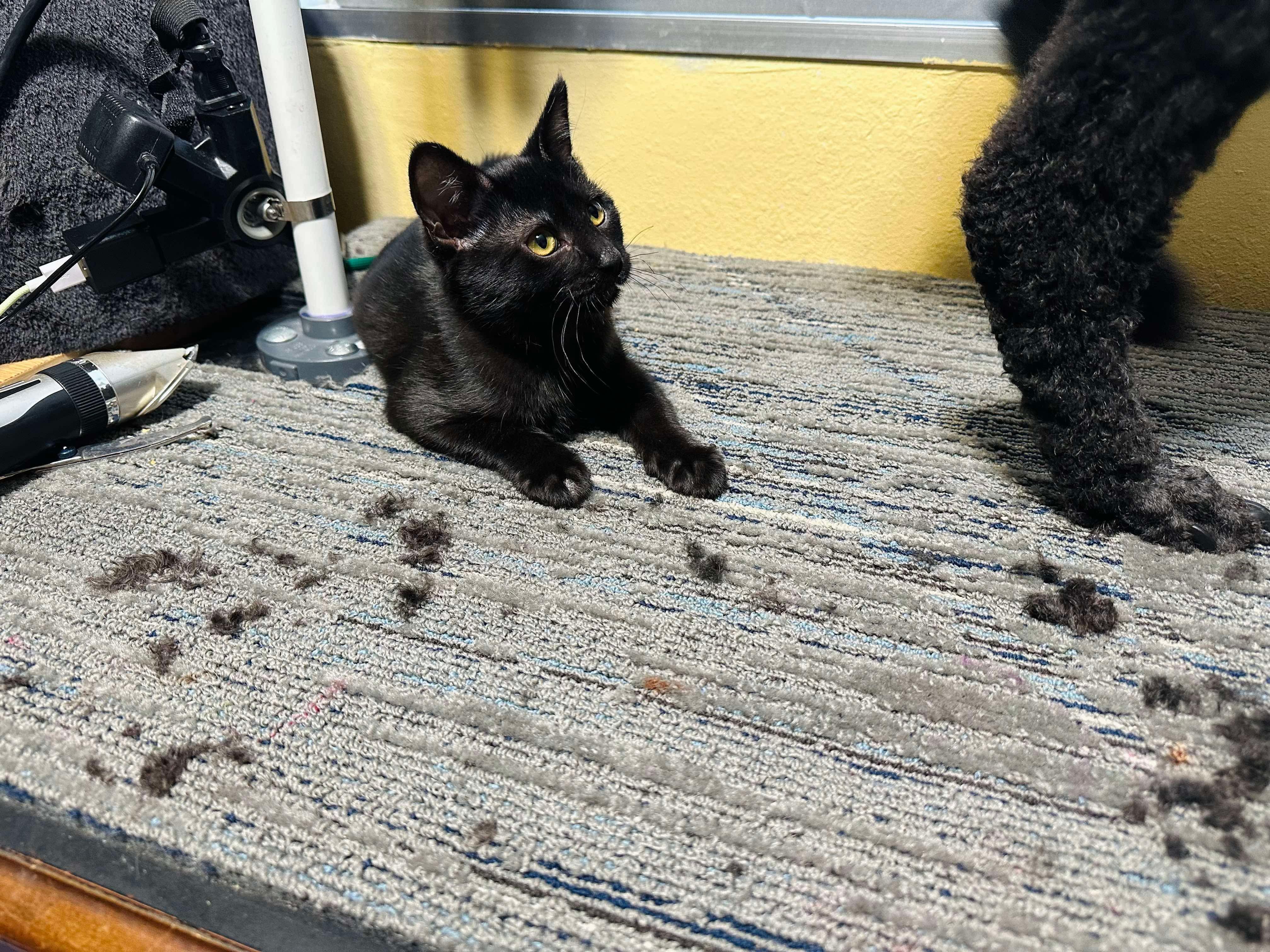 Bat