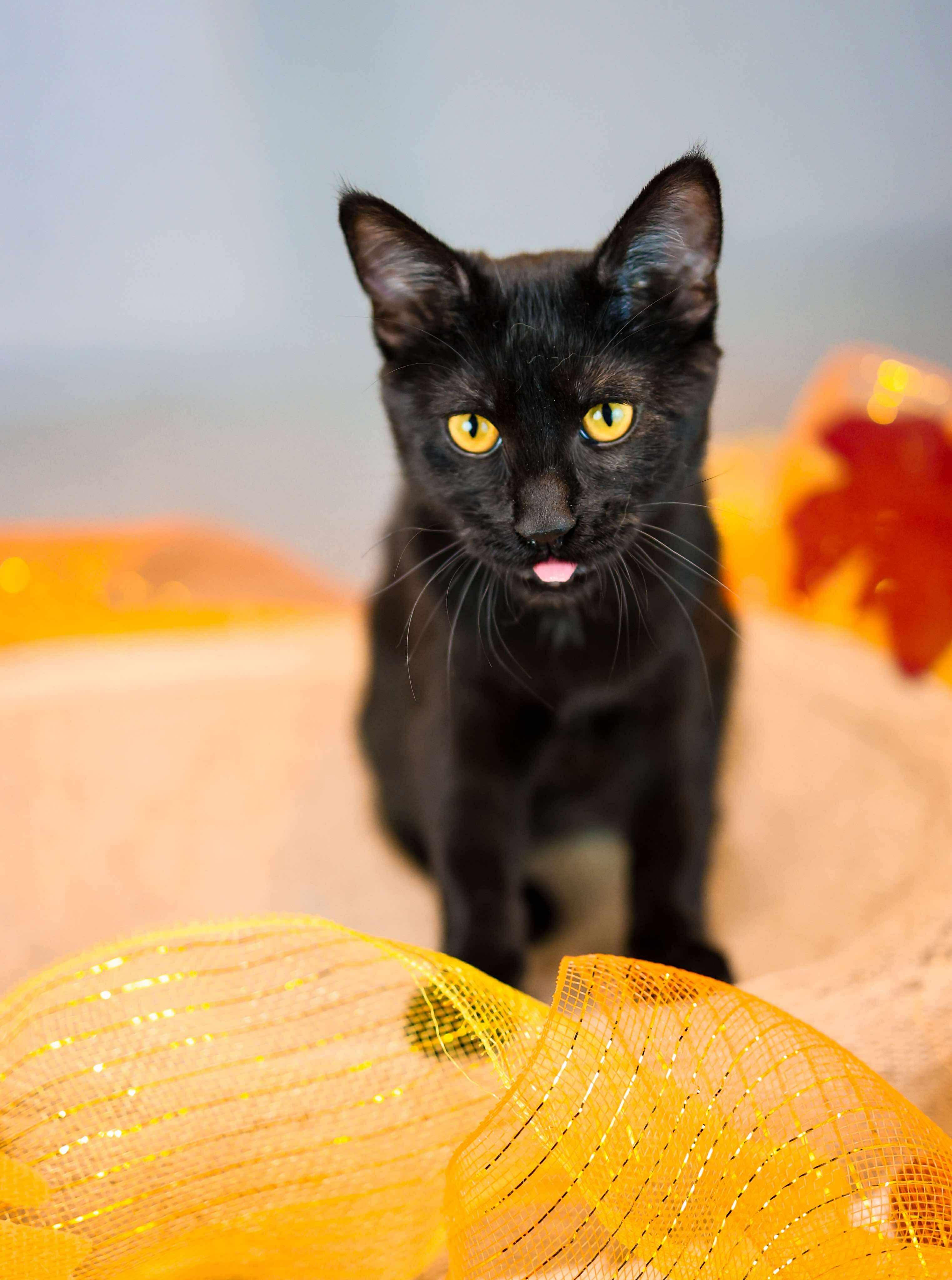 Enlarge Bat, a Adoptable Domestic Short Hair in Sioux Falls, SD image 3/4