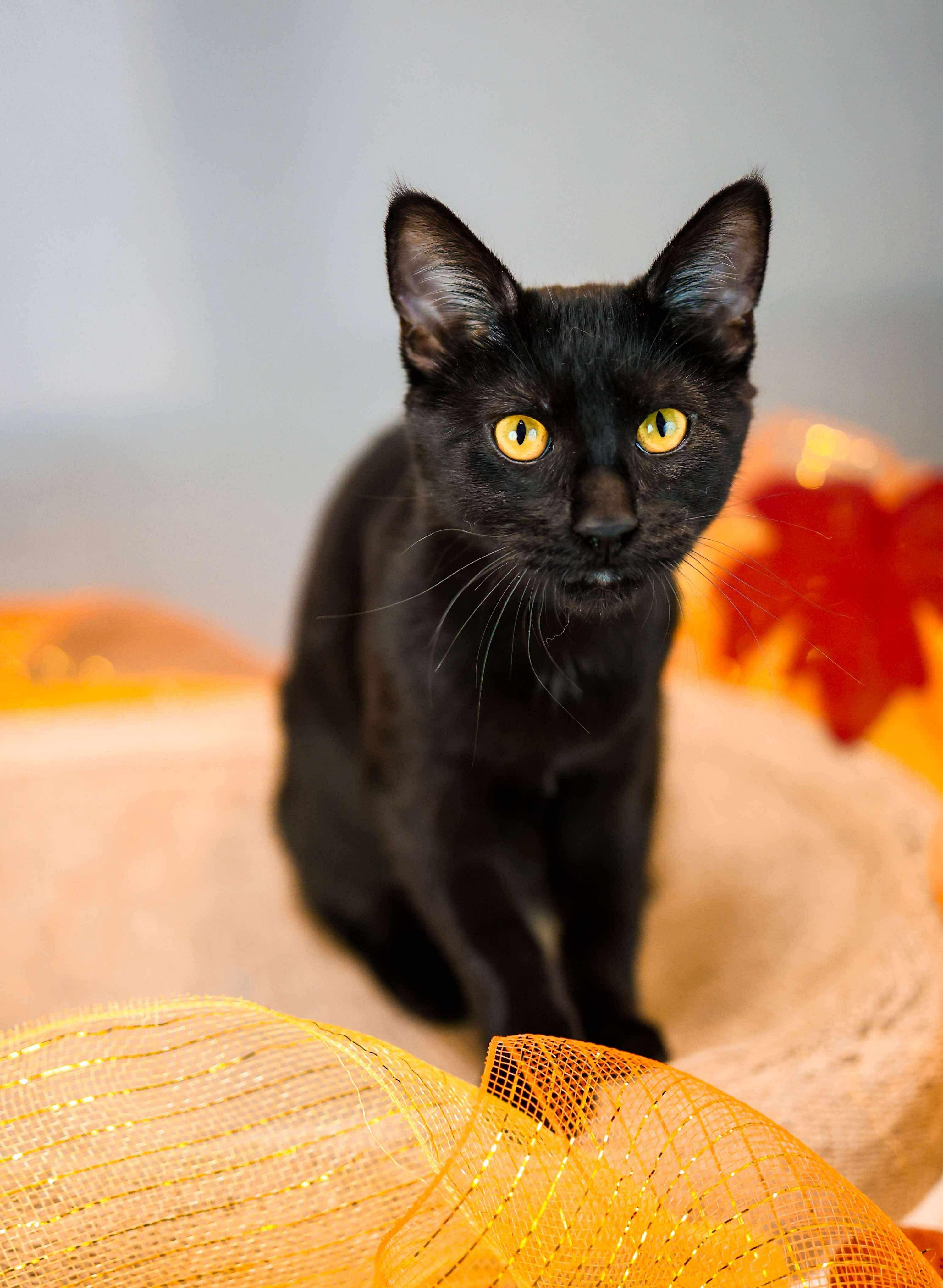 Enlarge Bat, a Adoptable Domestic Short Hair in Sioux Falls, SD image 4/4