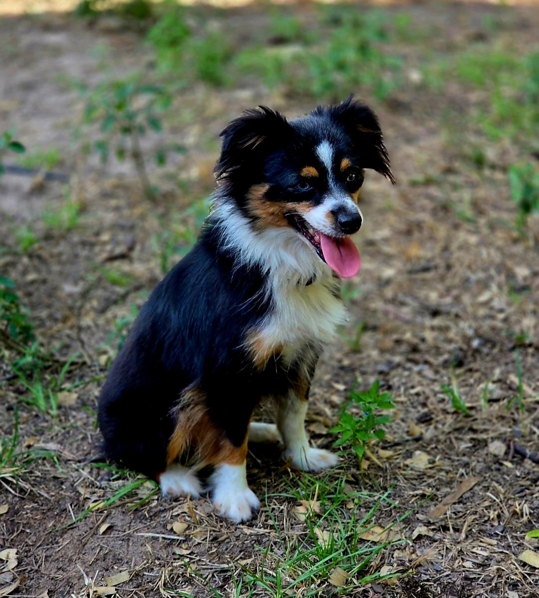 Journey, Adopted, Young Female Australian Shepherd.