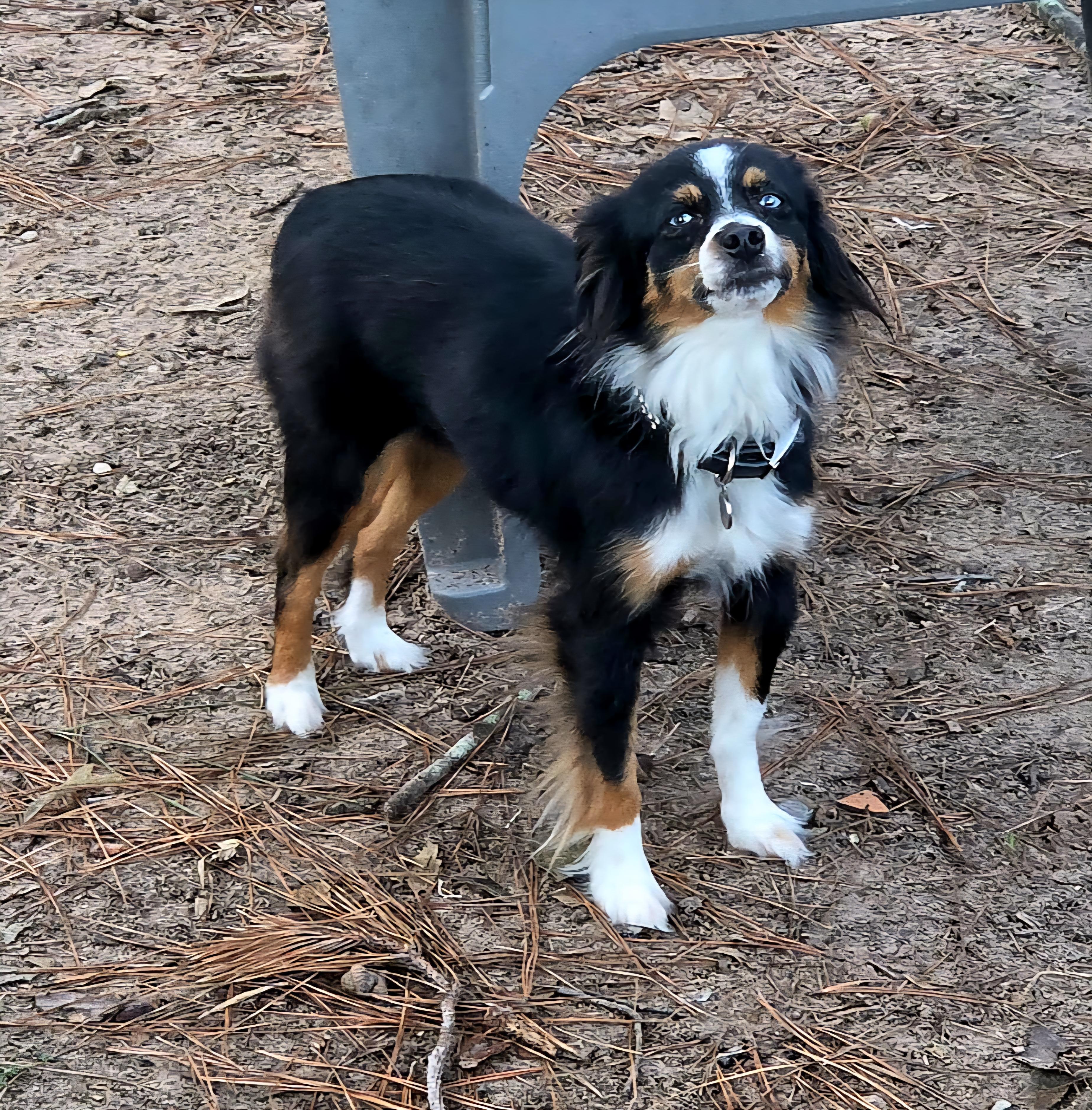 Enlarge Journey, a Adopted Australian Shepherd in Magnolia, TX image 2/4